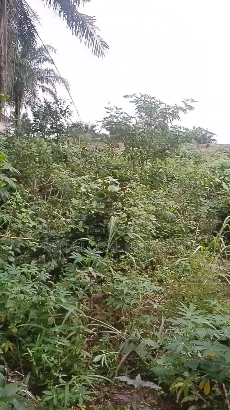 Farmland Available at Ngor Okpala in Ngor-Okpala