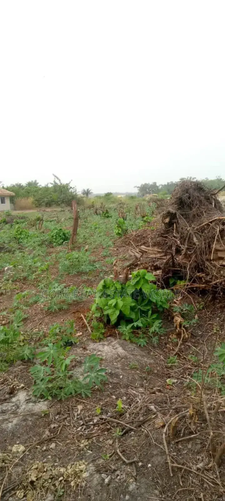 Christmas Bonanza, Umueri Behind Anambra Airport in Awka