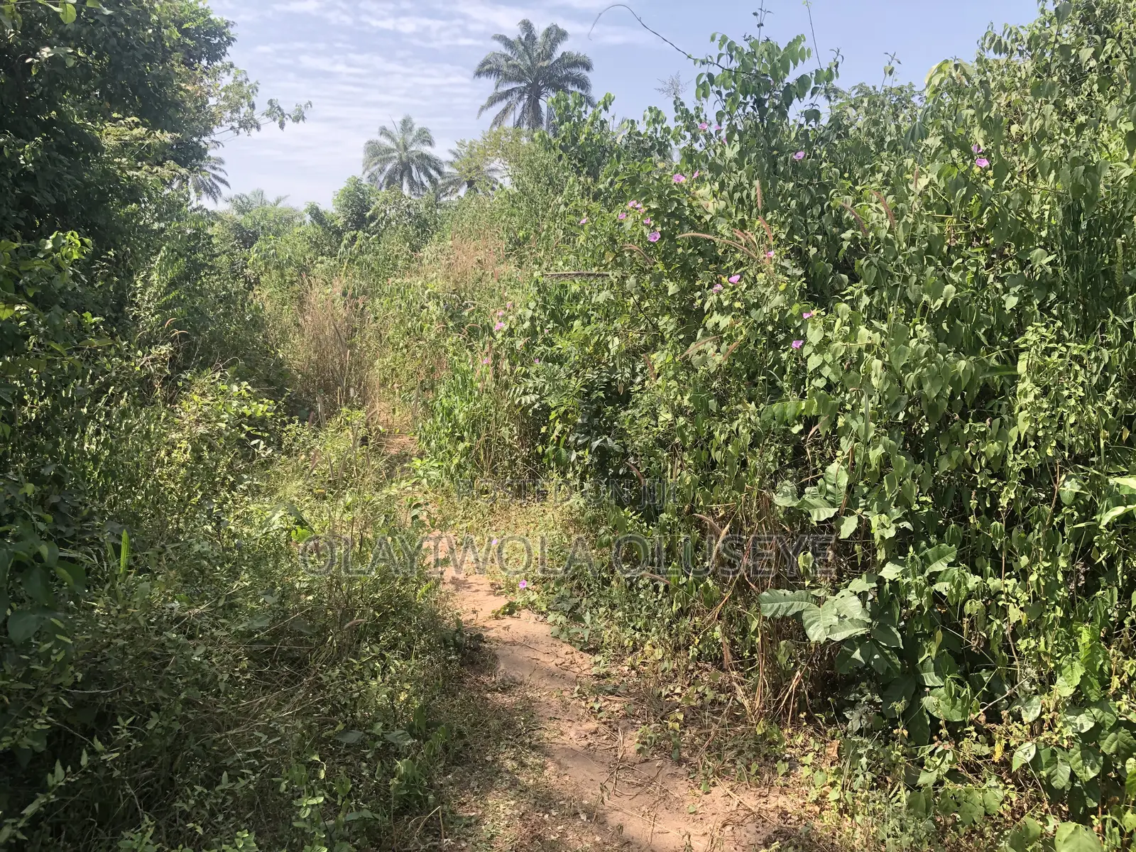 Farmland in Ogun State, Nigeria in Obafemi-Owode