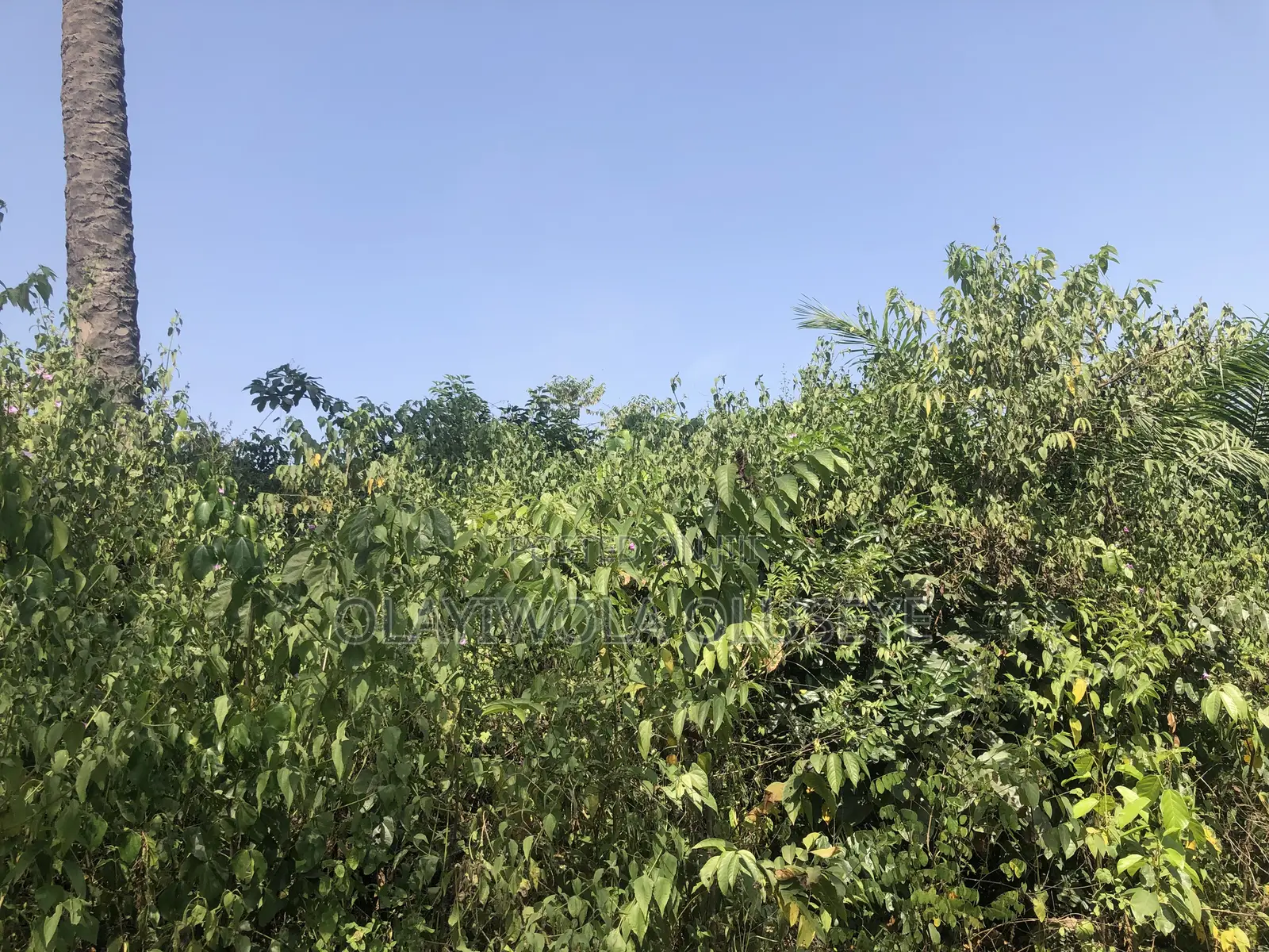 Farmland in Ogun State, Nigeria in Obafemi-Owode