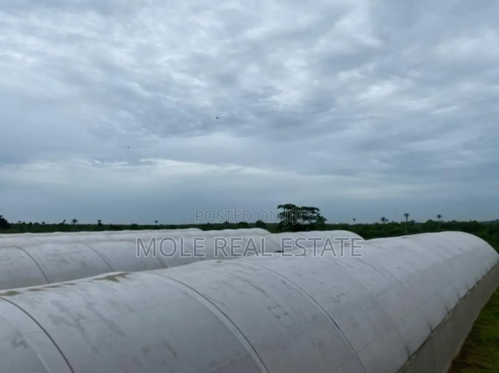 14 Acres Mordern Green Farm Odogbolu Ogun State in Odogbolu