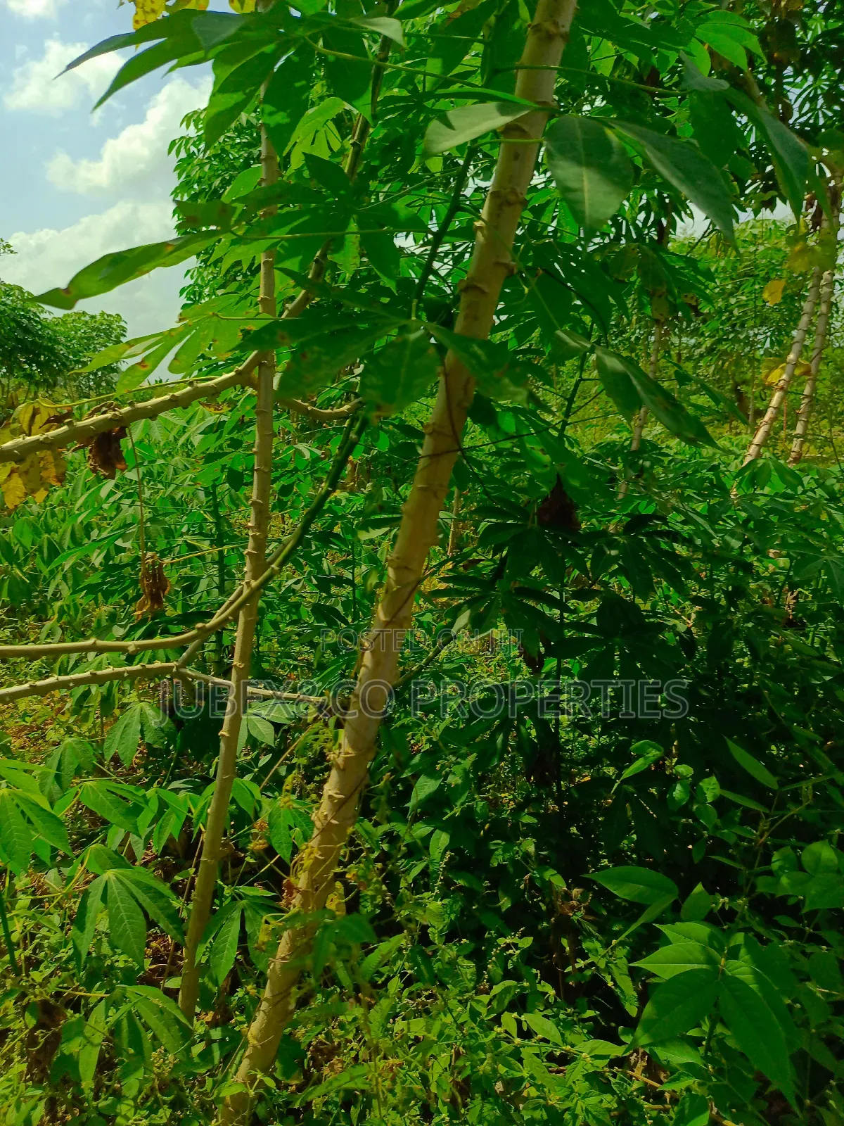 Half Plot of Land at Cannal City Back of Winners in Ado-Odo/Ota