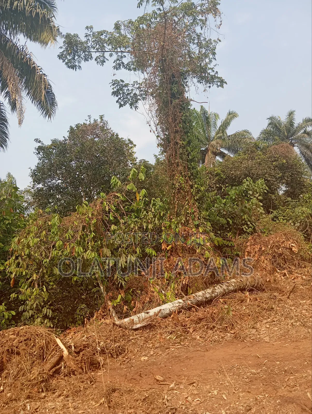 500acres of Farmland at Ogbaga Gbongan at Per Acre in Osogbo