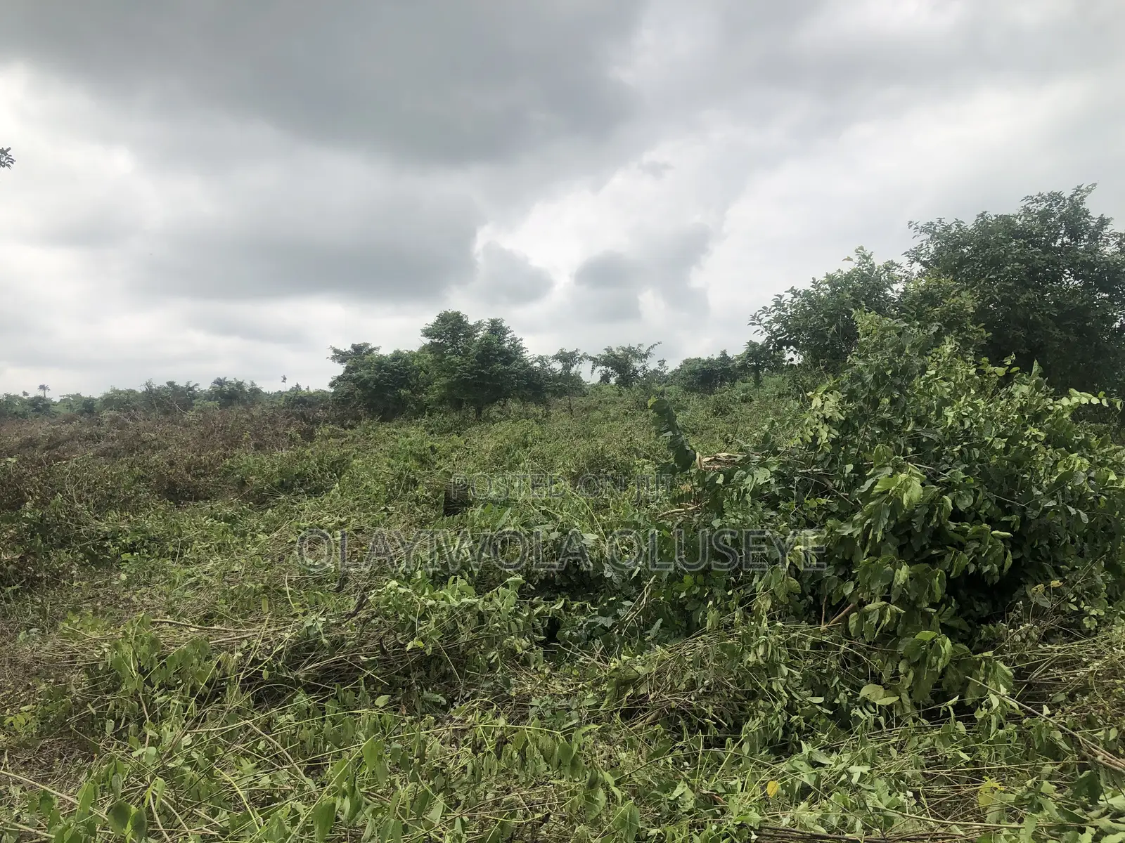 Agricultural Farmland Off Sagamu-Abeokuta Expressway in Obafemi-Owode