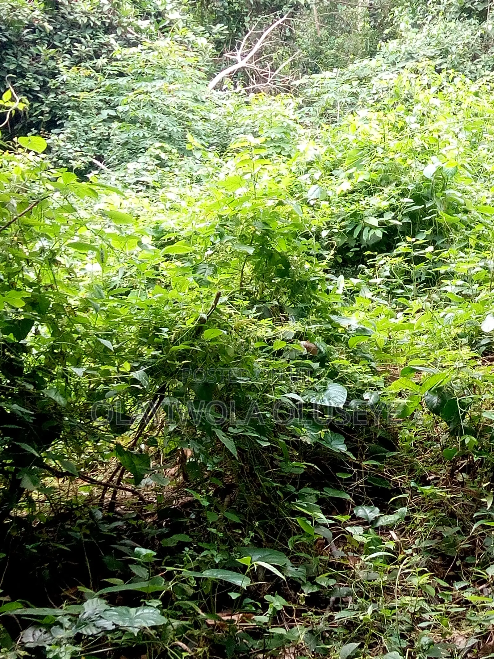 Agricultural Farmland Off Sagamu-Abeokuta Expressway in Obafemi-Owode