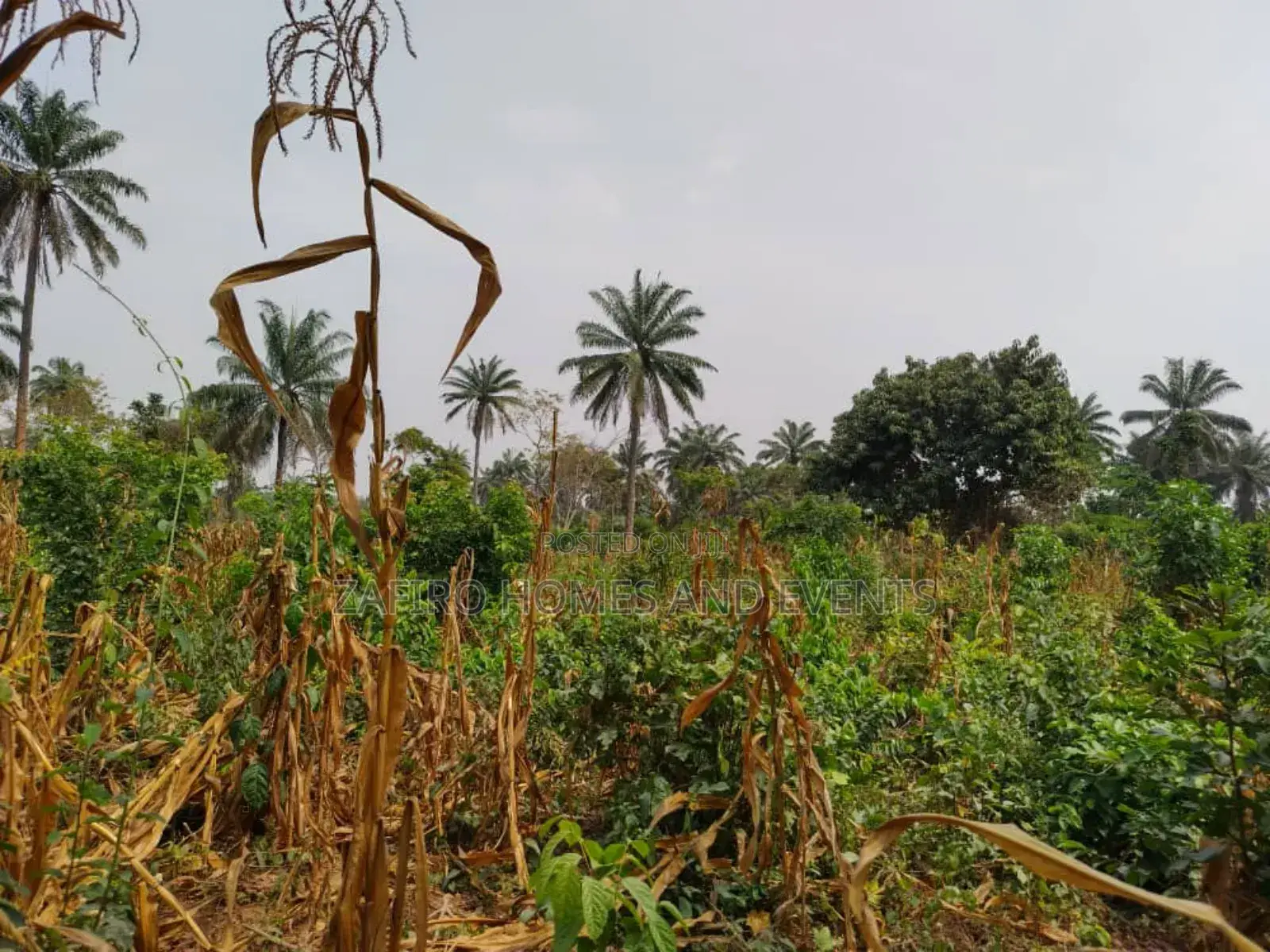 10 Acres of Fertile Farmland at Lagelu Secretariat Iyanaoffa in Ibadan