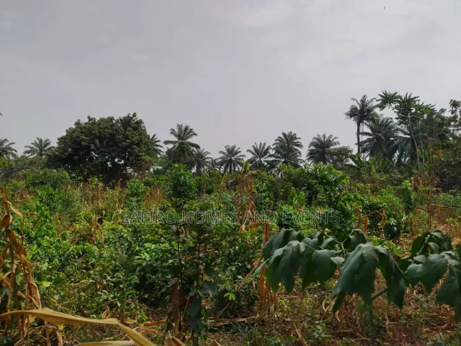 10 Acres of Fertile Farmland at Lagelu Secretariat Iyanaoffa in Ibadan