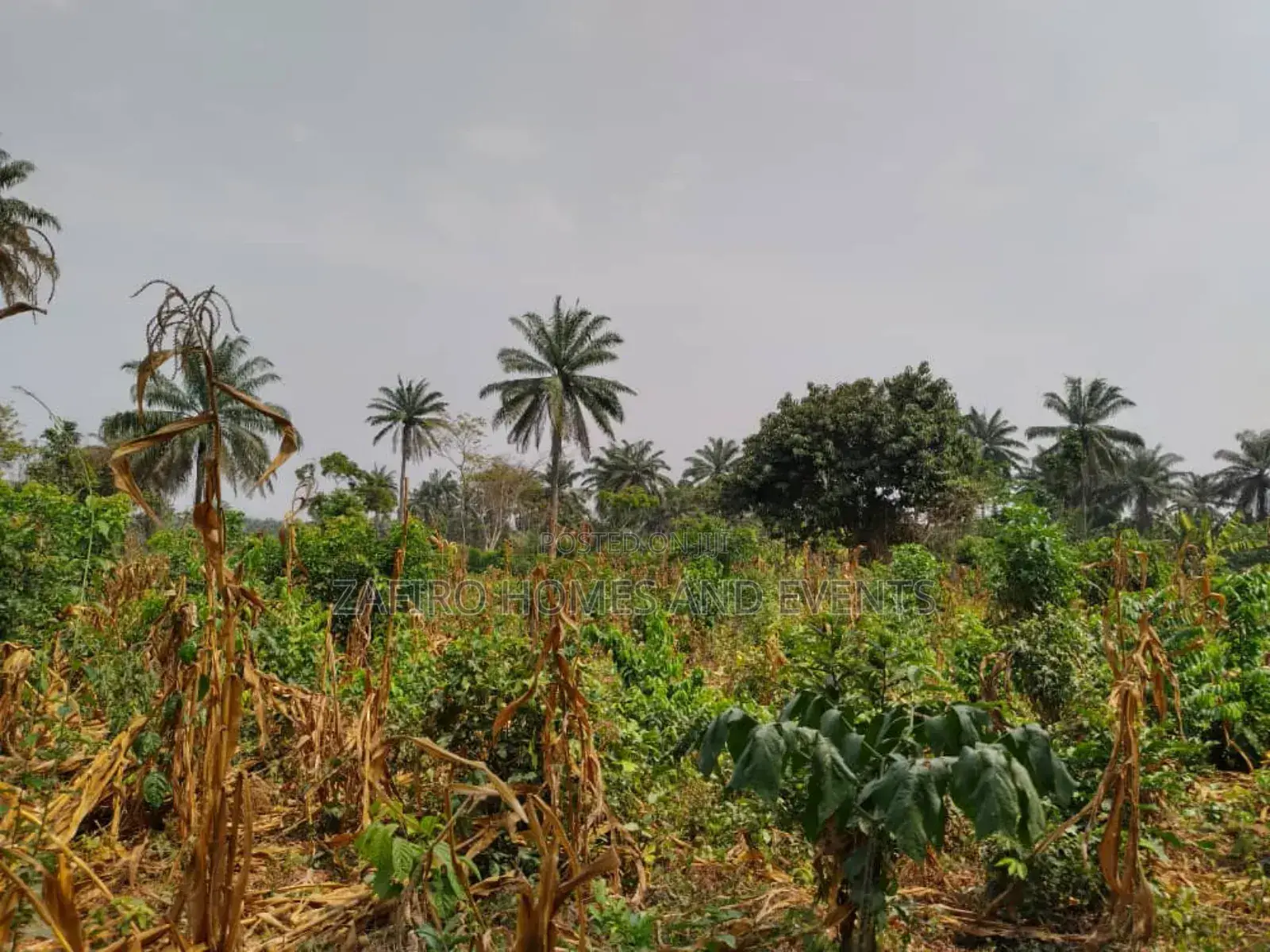 10 Acres of Fertile Farmland at Lagelu Secretariat Iyanaoffa in Ibadan