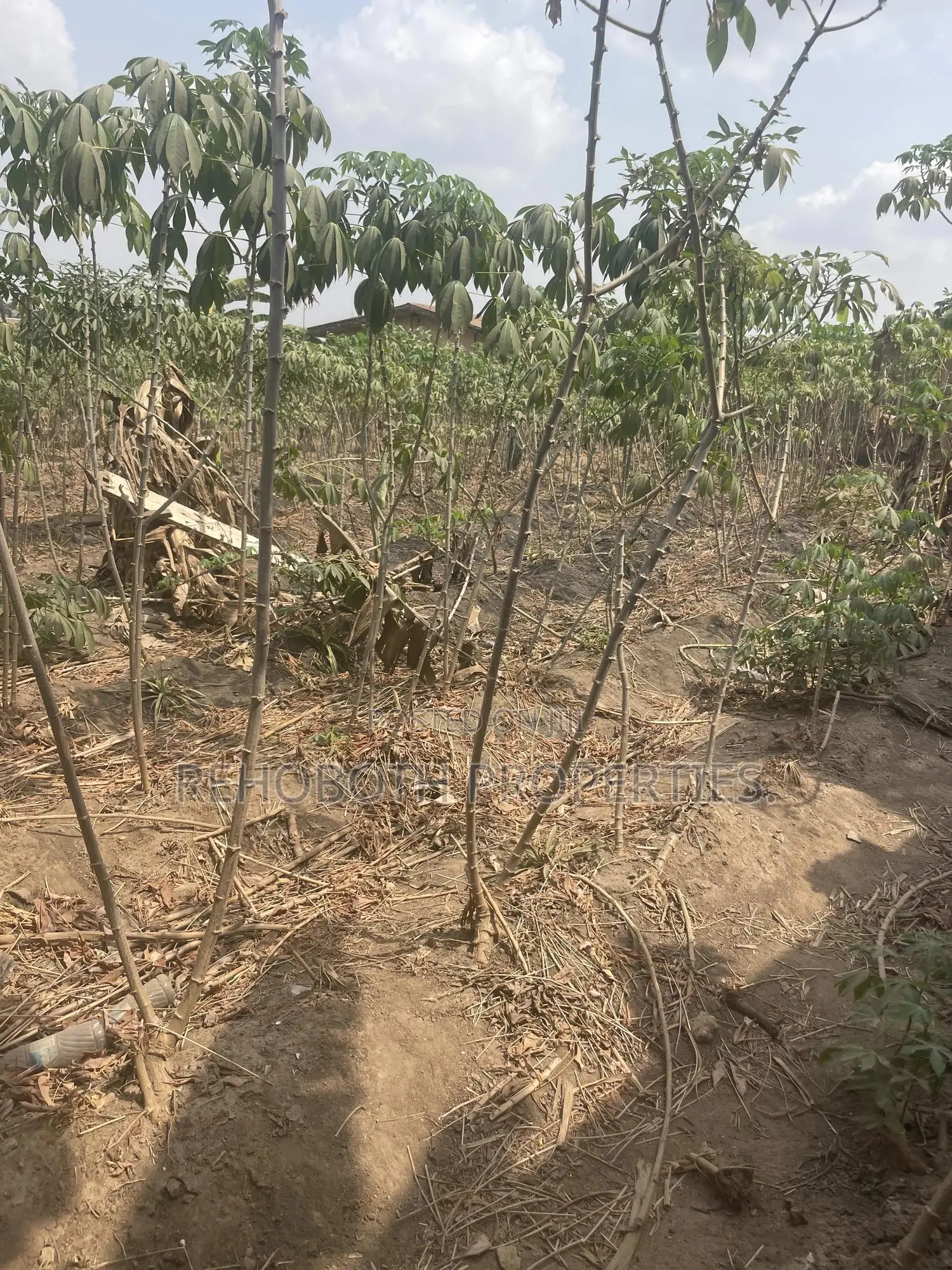 2plot Land 4sale at Jankata Akala Express in Ibadan