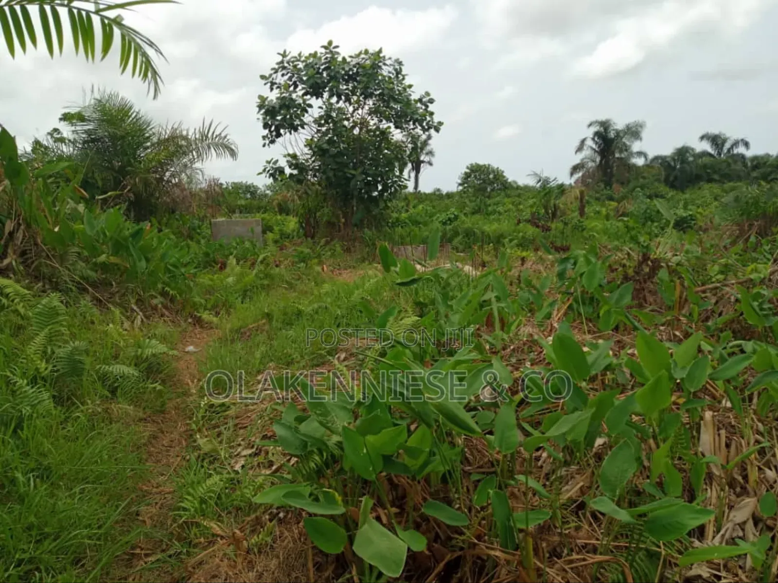 Half Plot of Land in Isawo