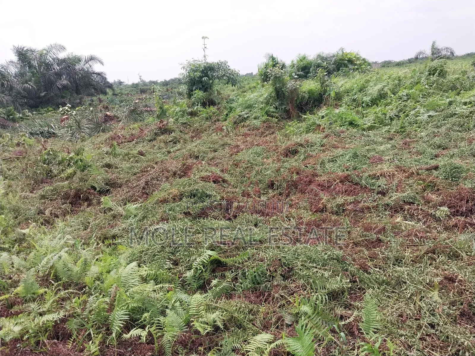 60ft by 120ft Full Plot Ijegun Festac Link in Ijegun