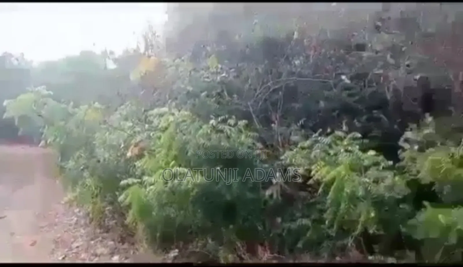 For Sale 25acres of Farmland With 1000,Trees of Cashew,Palm in Osogbo
