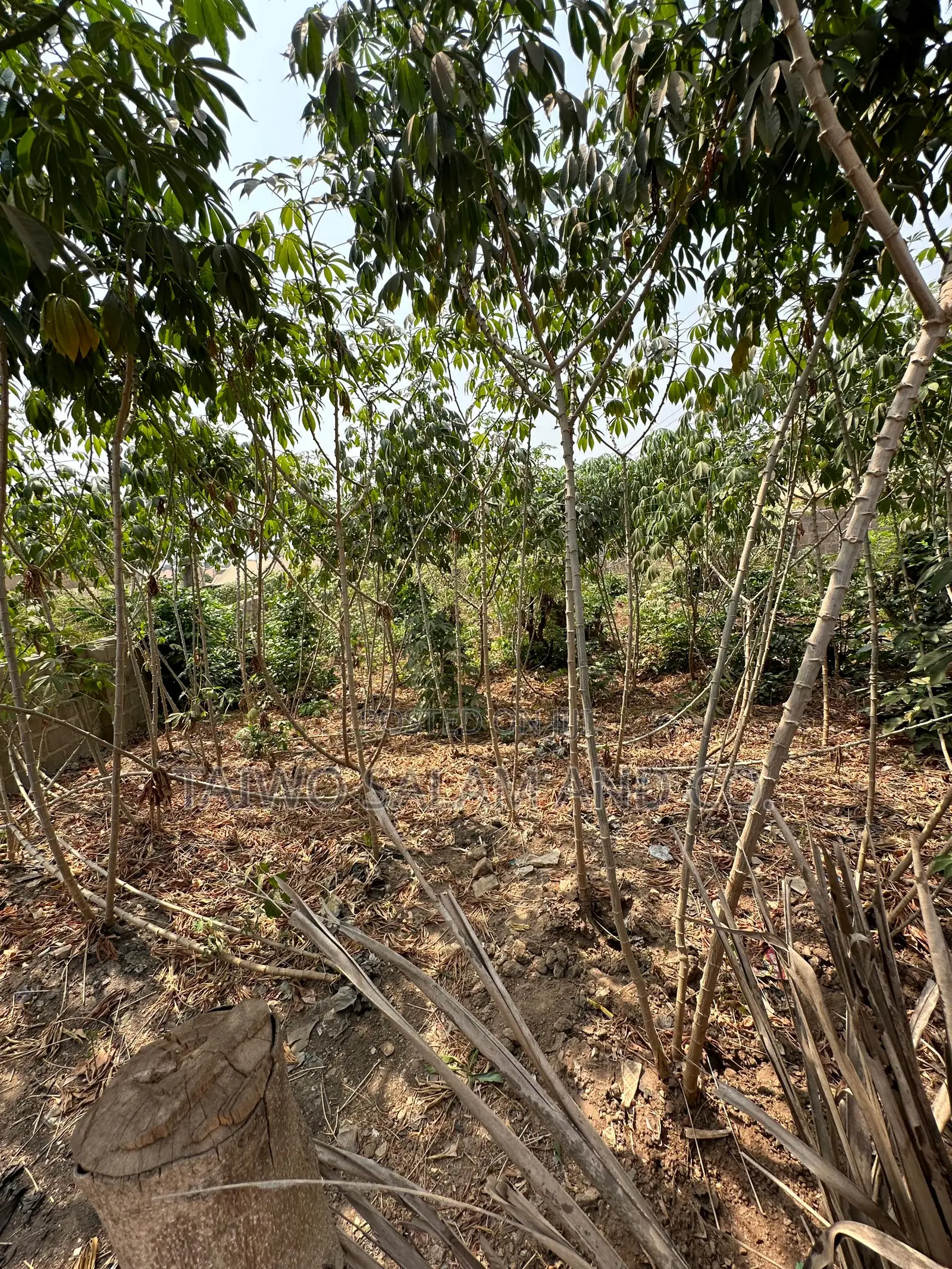2 Plots of 1200sqm Residential Land With Cofo Anifalaje Akobo Ibadan in Akobo