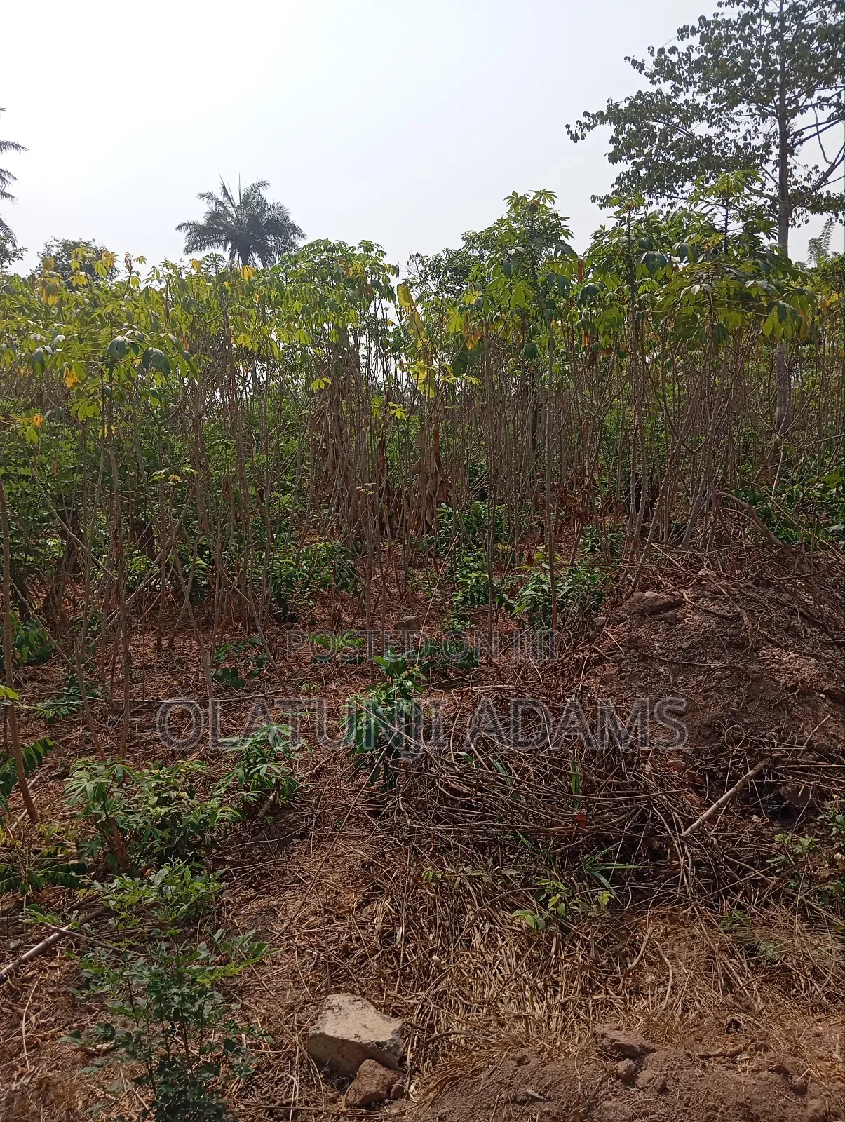 300acres of Farmland at Igbajo Town in Osogbo