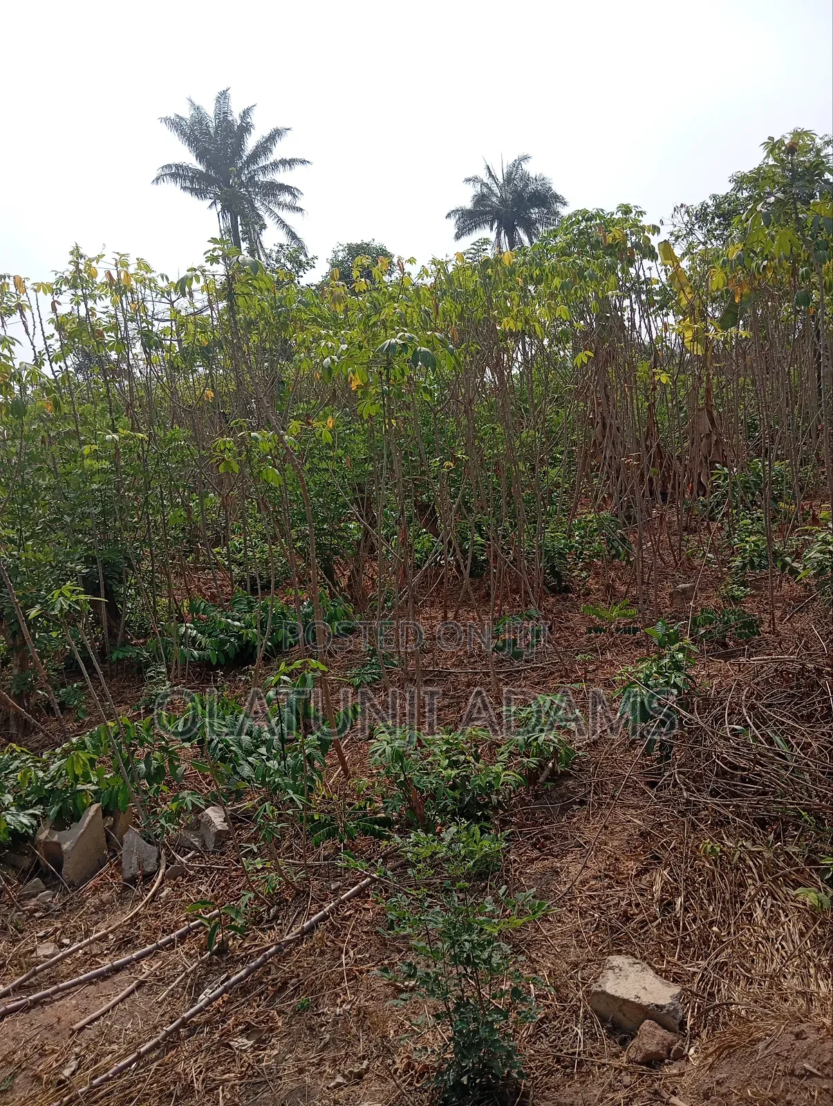 300acres of Farmland at Igbajo Town in Osogbo