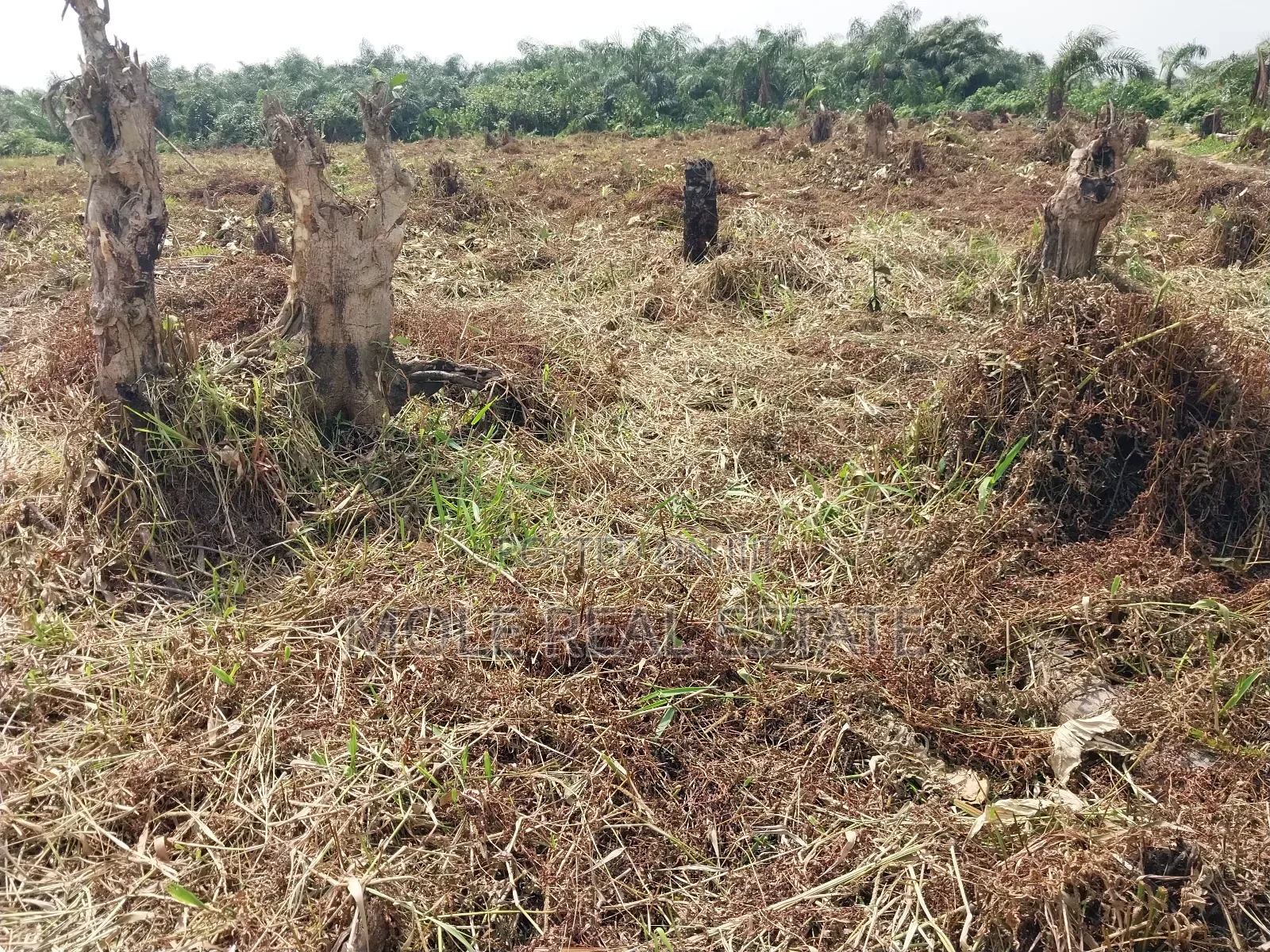 300square Meter Half Plot Ijegun Festac Link in Ijegun