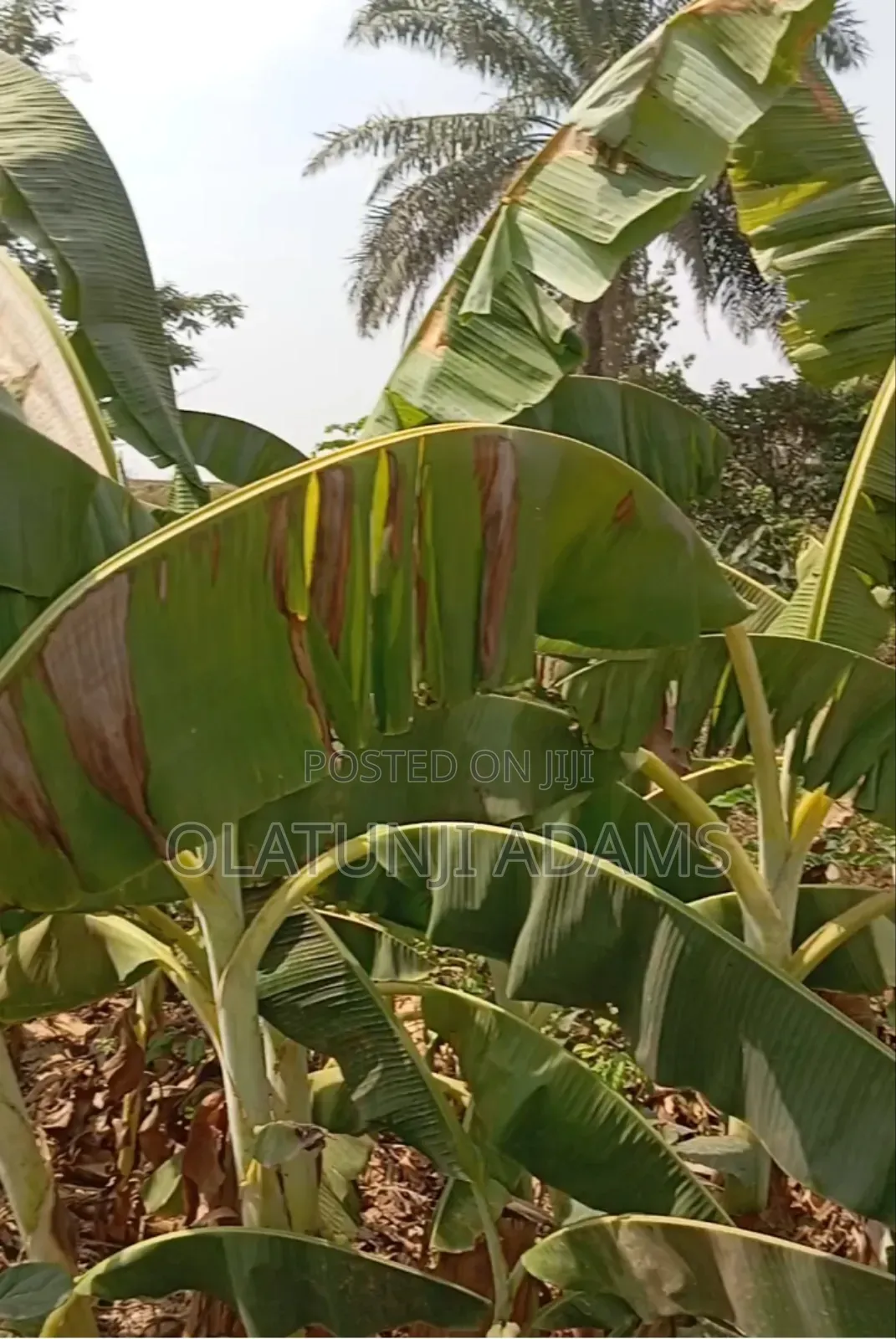 30acres Farmland Off Ila Orangun Road Aragba Igbajo in Osogbo