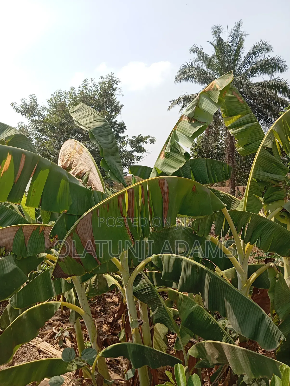 30acres Farmland Off Ila Orangun Road Aragba Igbajo in Osogbo