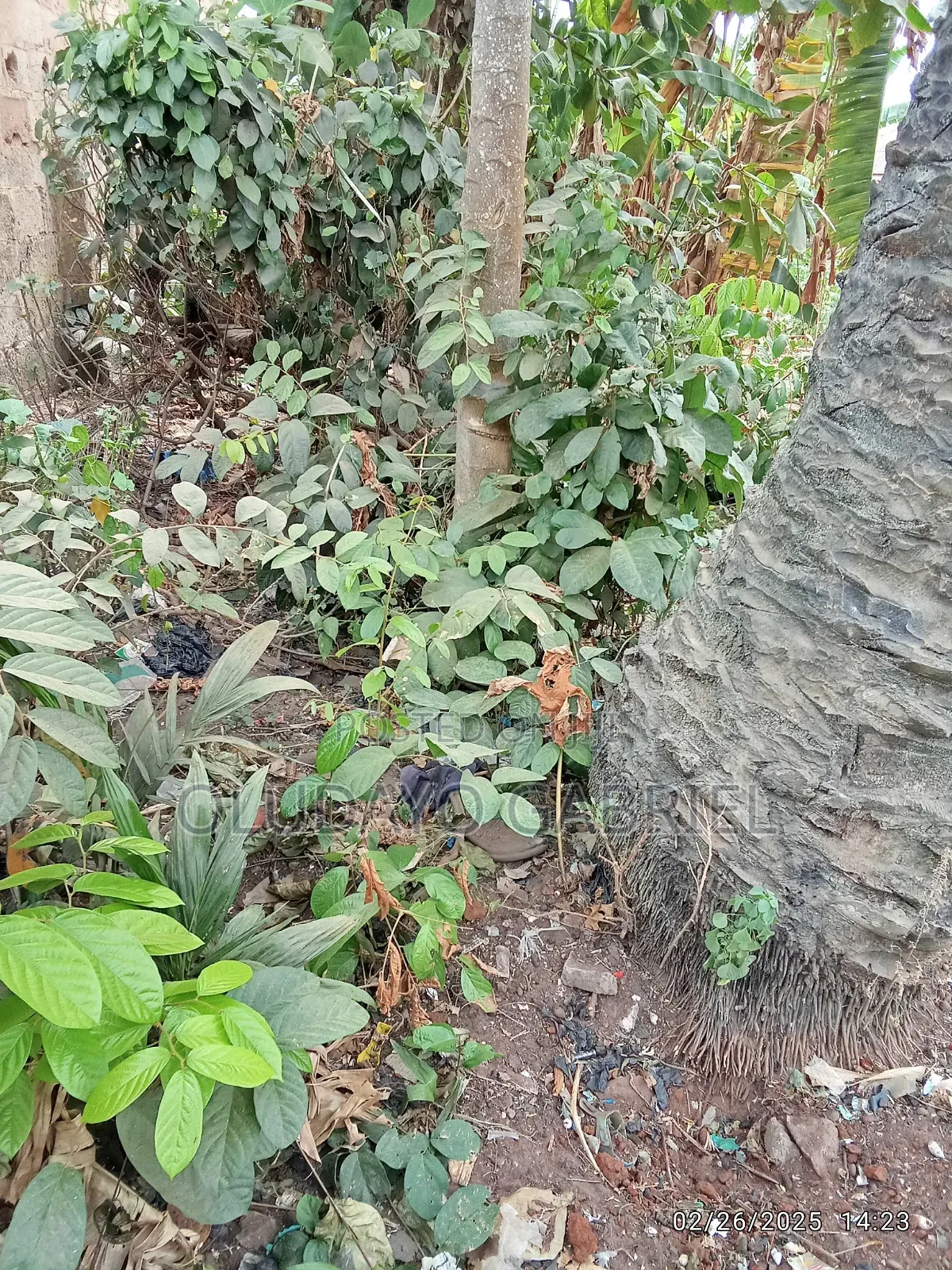 Agricultural Land for Sale in Sagamu