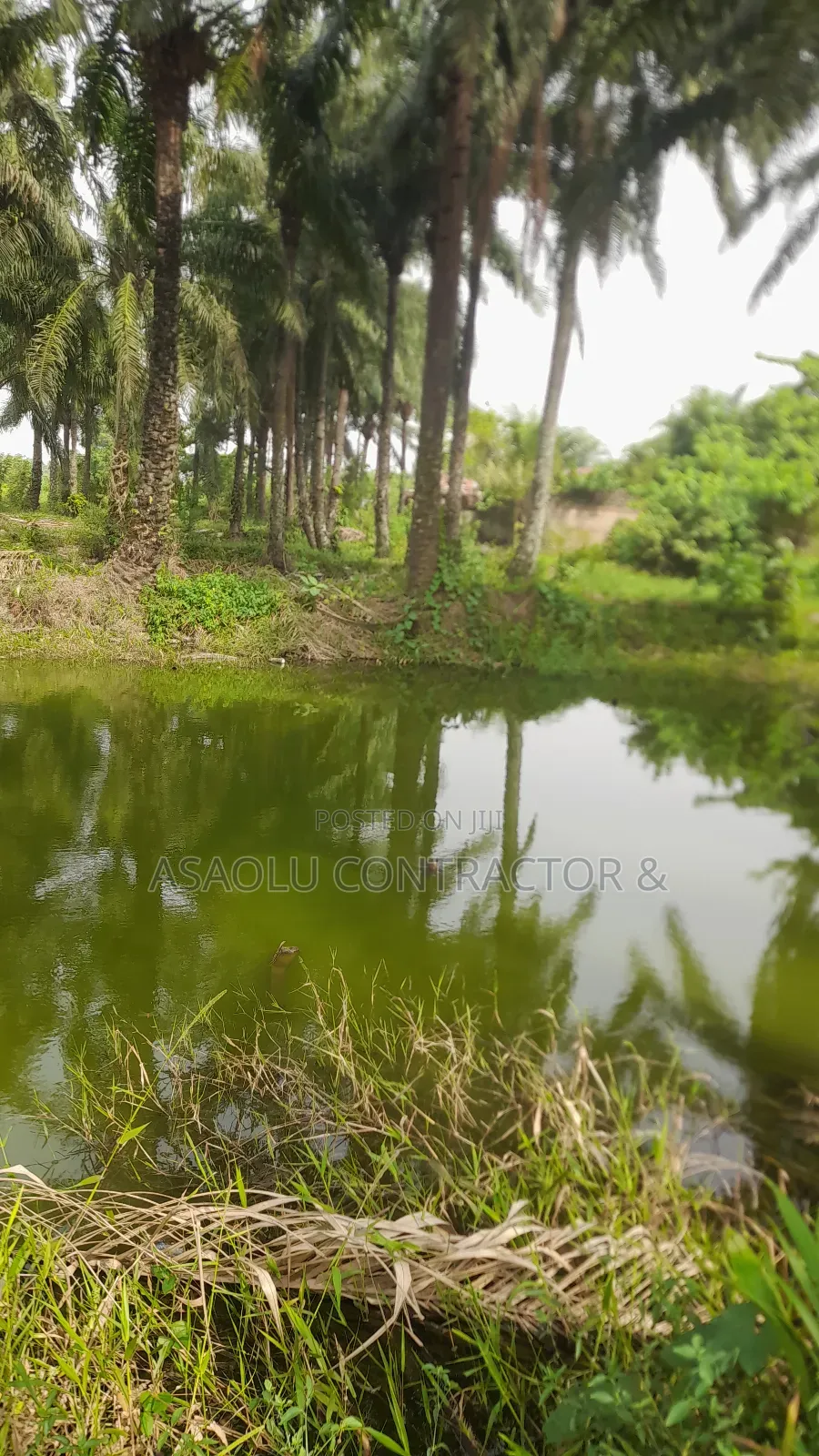 Fish Pounds for Rent Close to Ilesha Garage Akure in Akure