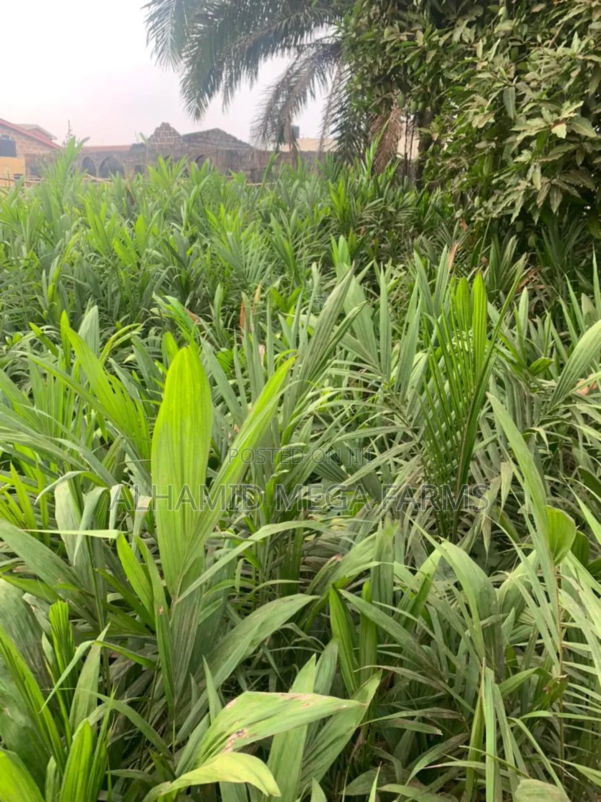 100 Acres of Farm Land at 700,000 in Ilaro