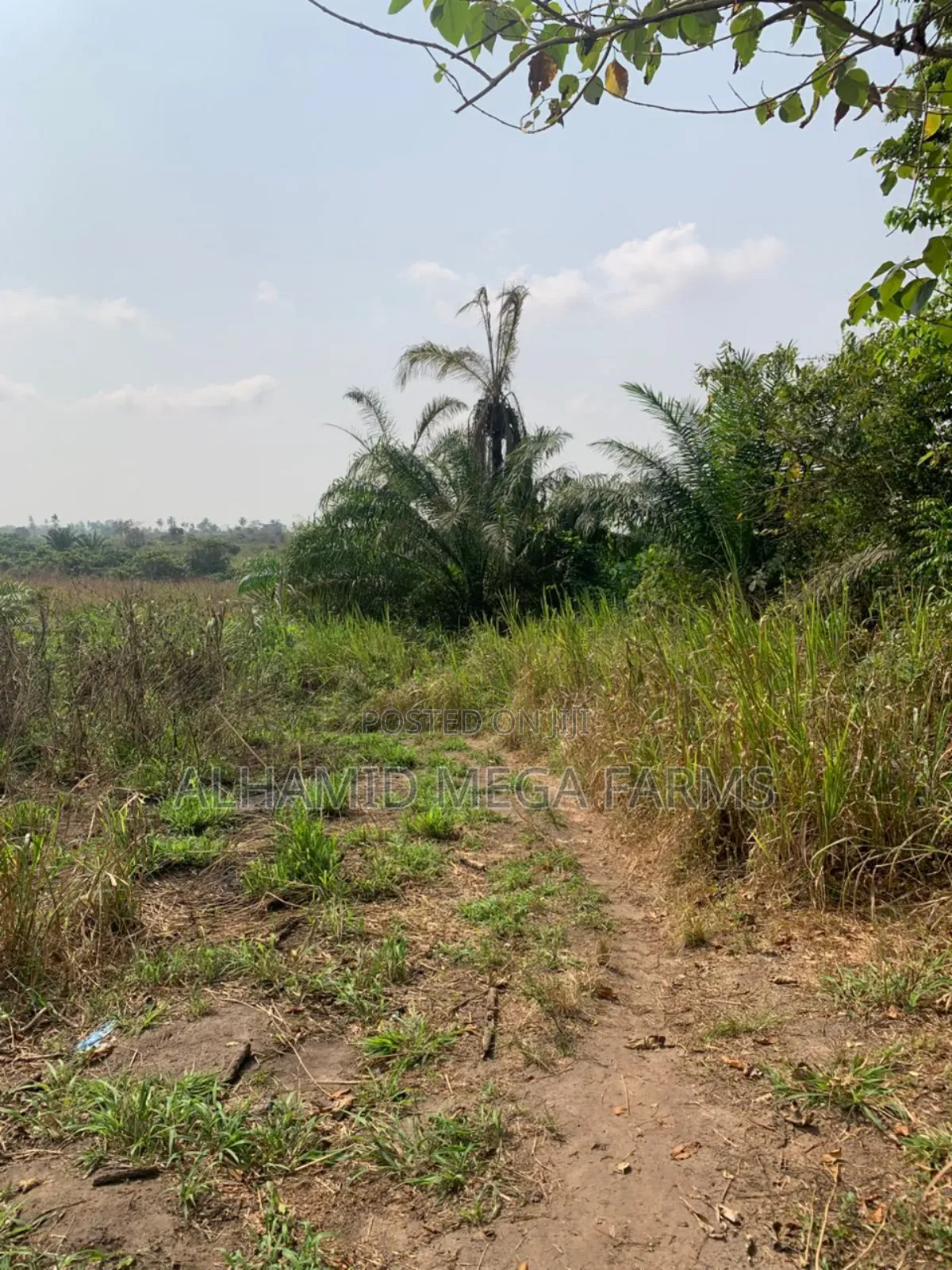 100 Acres of Farm Land at 700,000 in Ilaro