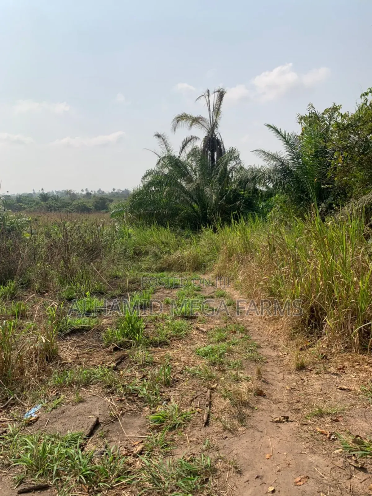 100 Acres of Farm Land at 700,000 in Ilaro