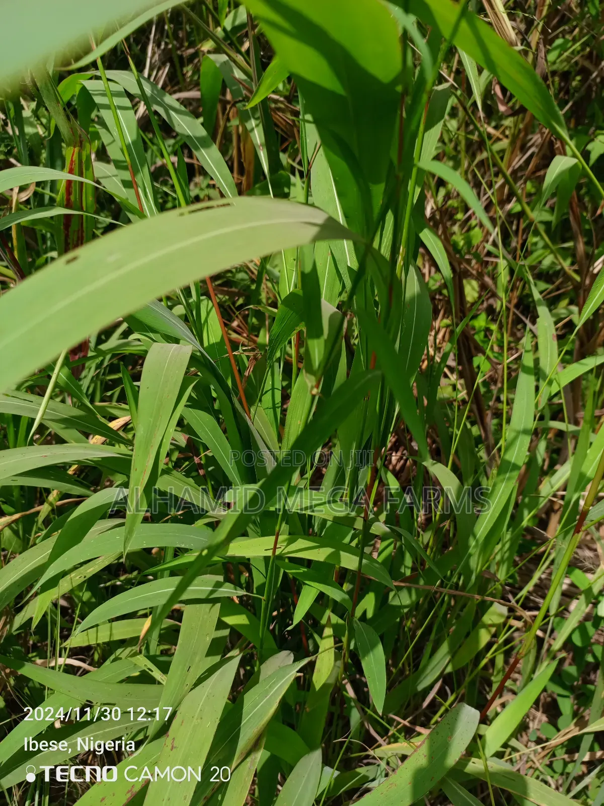 100 Acres of Farm Land at 700,000 in Ilaro
