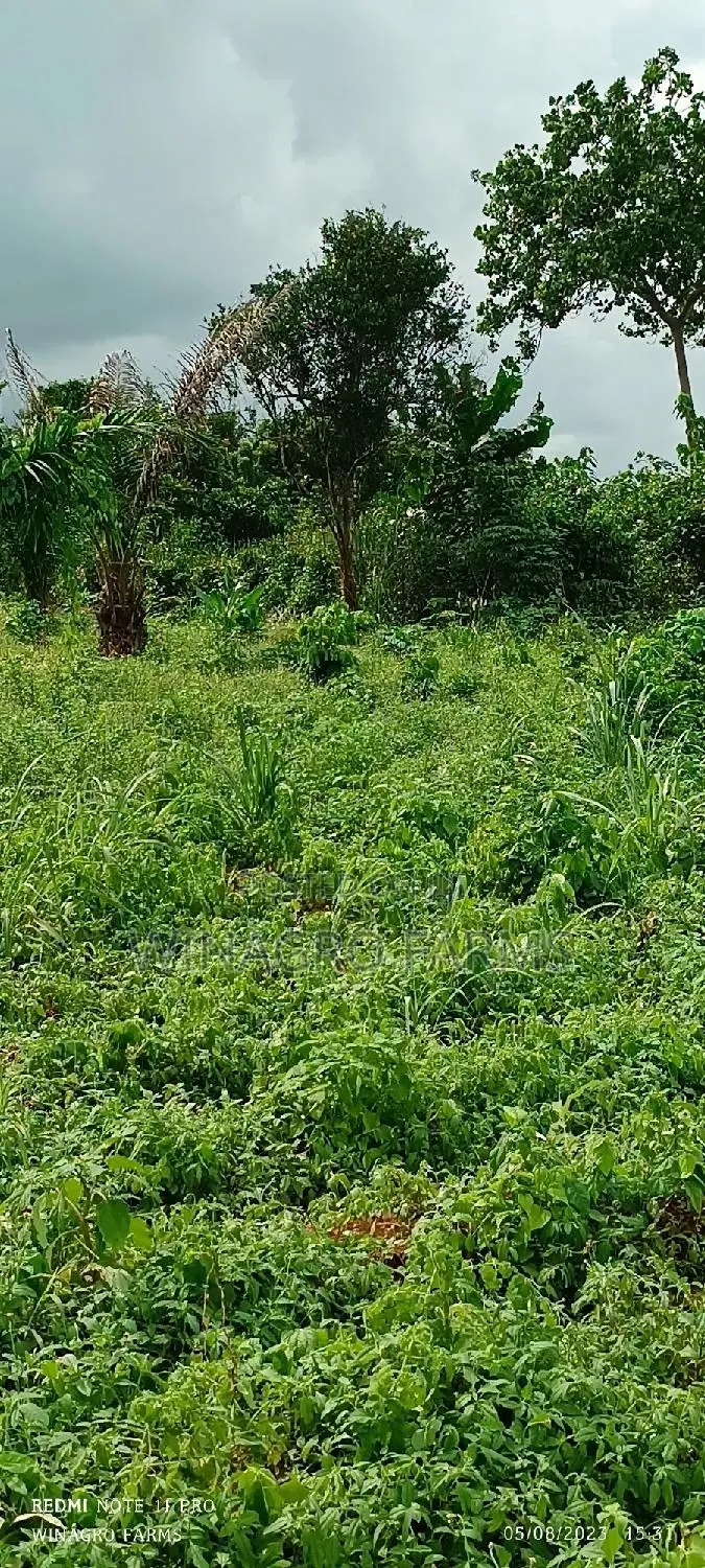 Amazing Farm Land in Abeokuta South