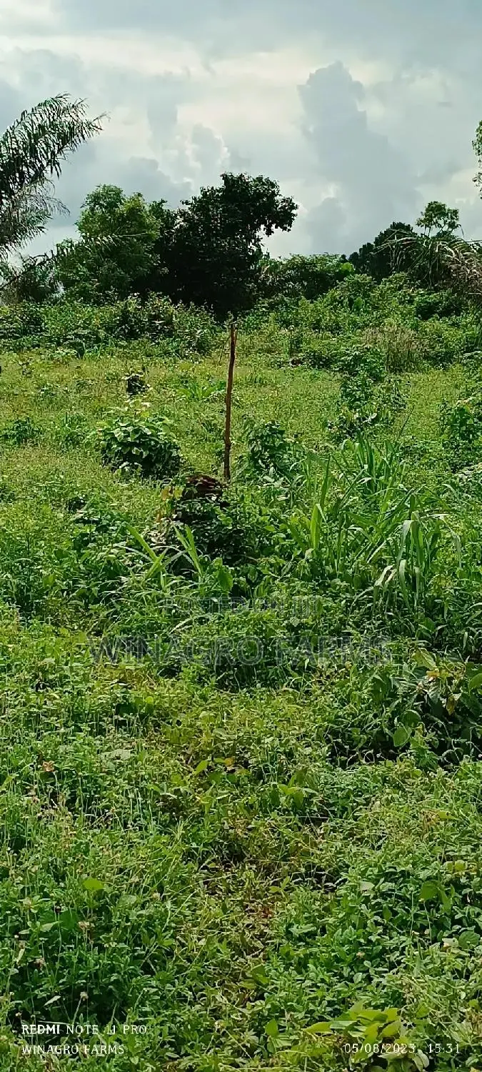 Amazing Farm Land in Abeokuta South