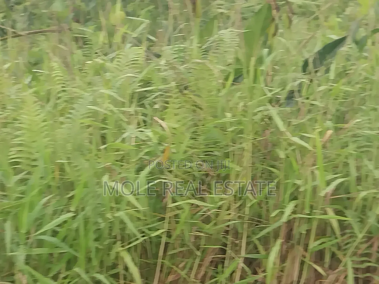 13 Plots of Land 4 Sale at Shasha Near Air Force Alimosho in Shasha