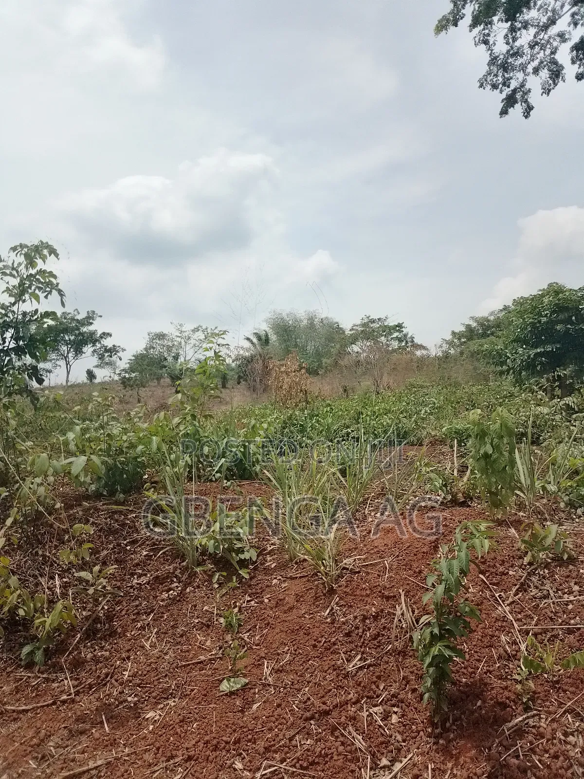 Plots of Land for Sale at Ashero Siun Ogun State in Obafemi-Owode