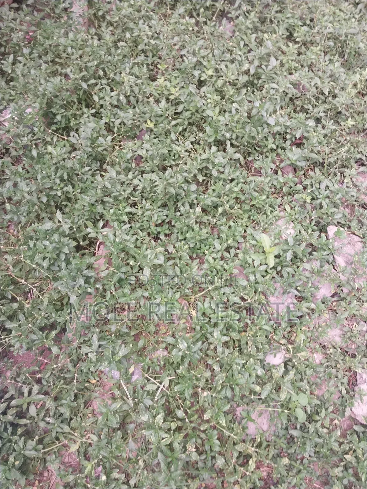50ft/100ft Ijegun-ijegemo New Rd 10% Deposit Instalmental in Ijegun