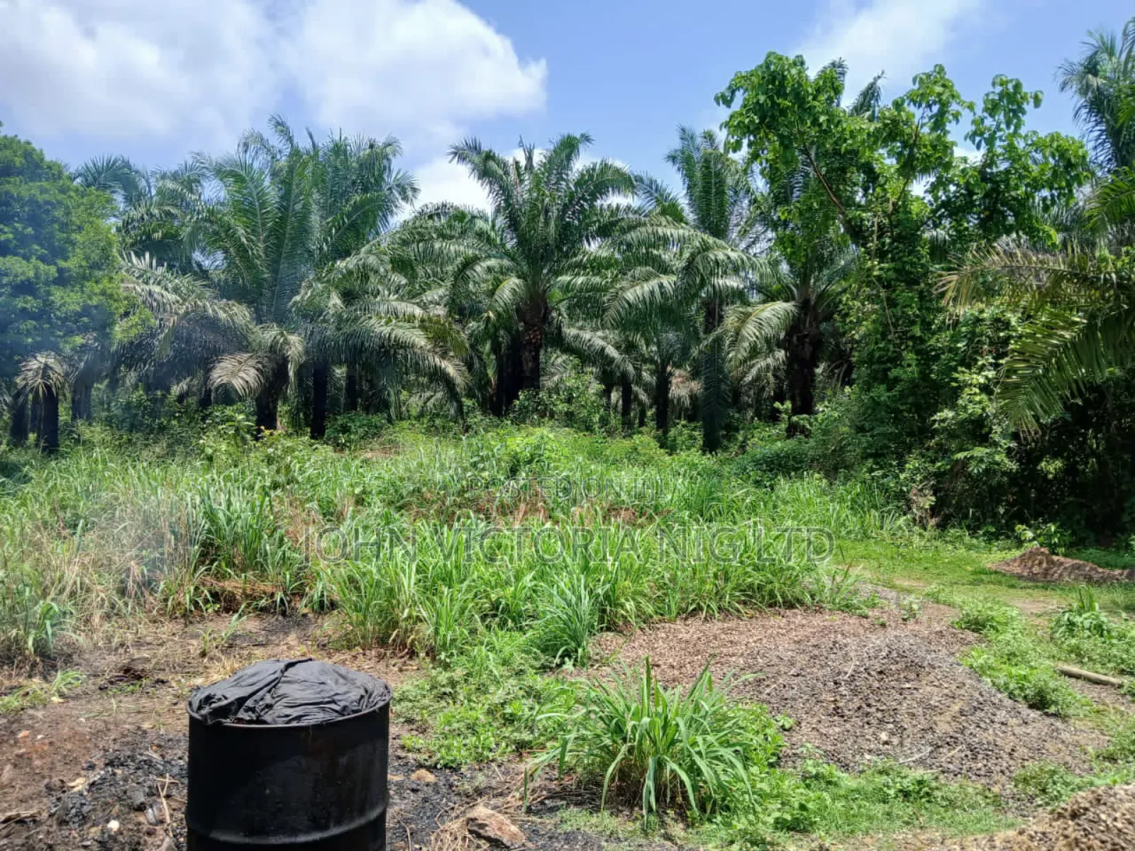 Palm Plantation Registered Survey, Deed, Family Receipt in Ibadan