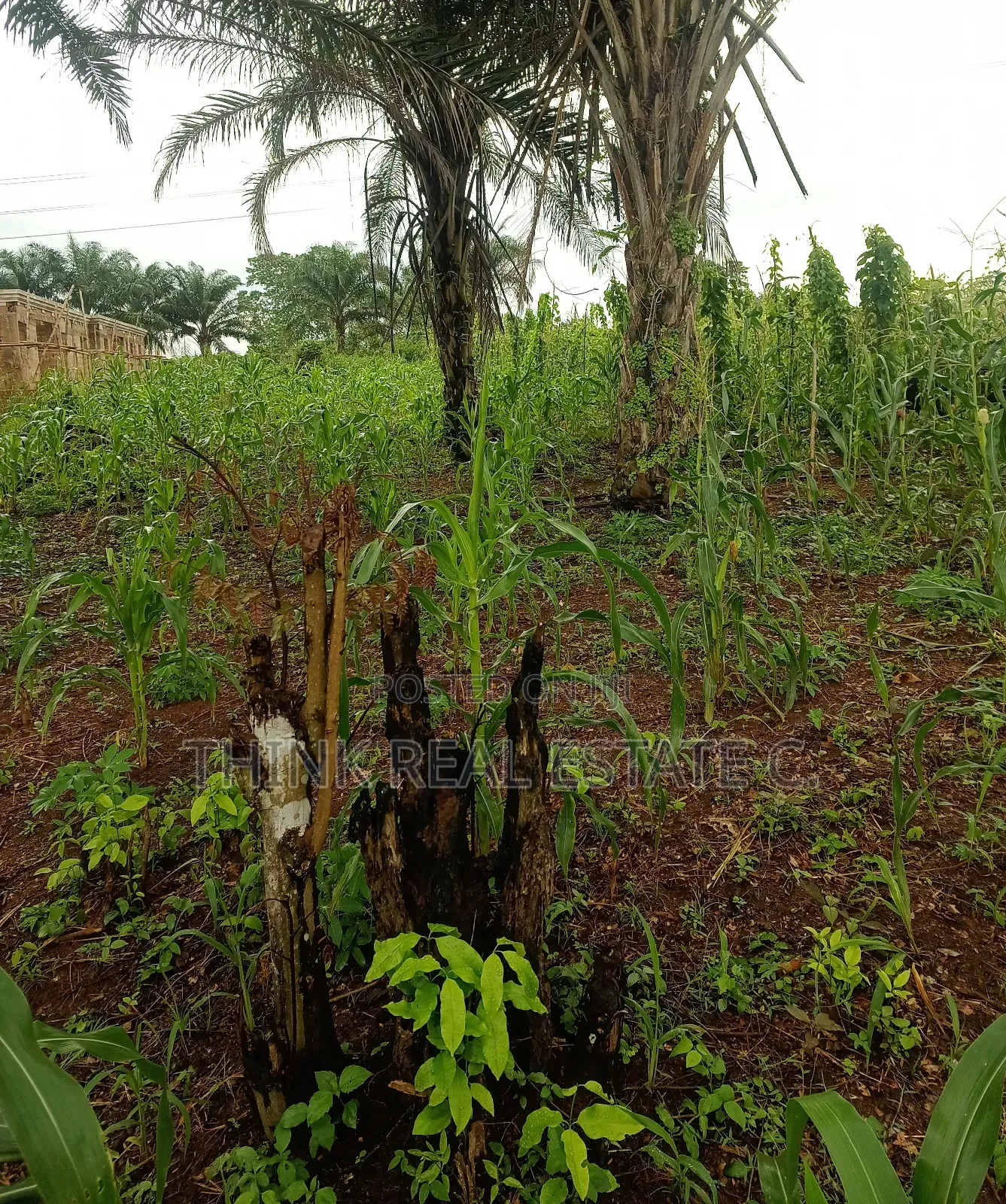50/100 Land At Ekowe,Ekiadolor For Net. Has C Of O. in Benin City