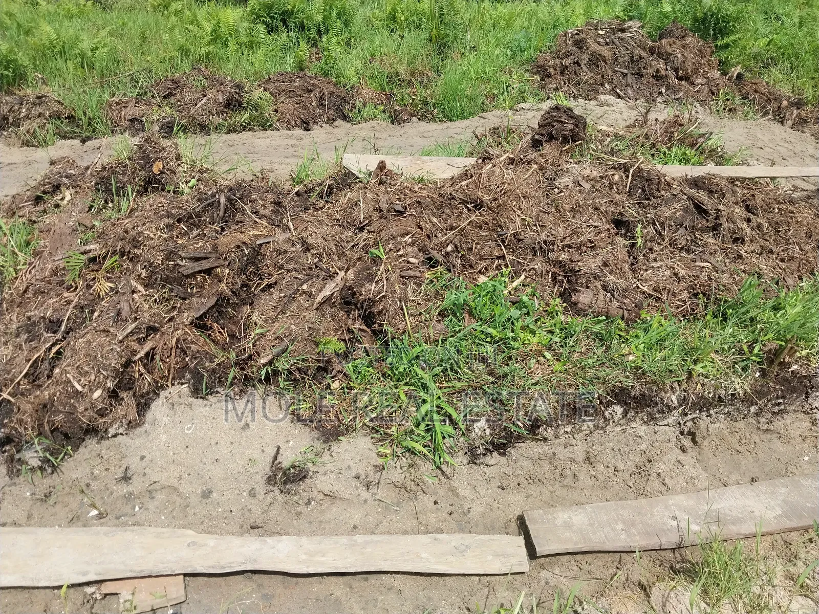 50 Acres of Fertile Farmland 4 Sale Odeda Ogun State in Odeda