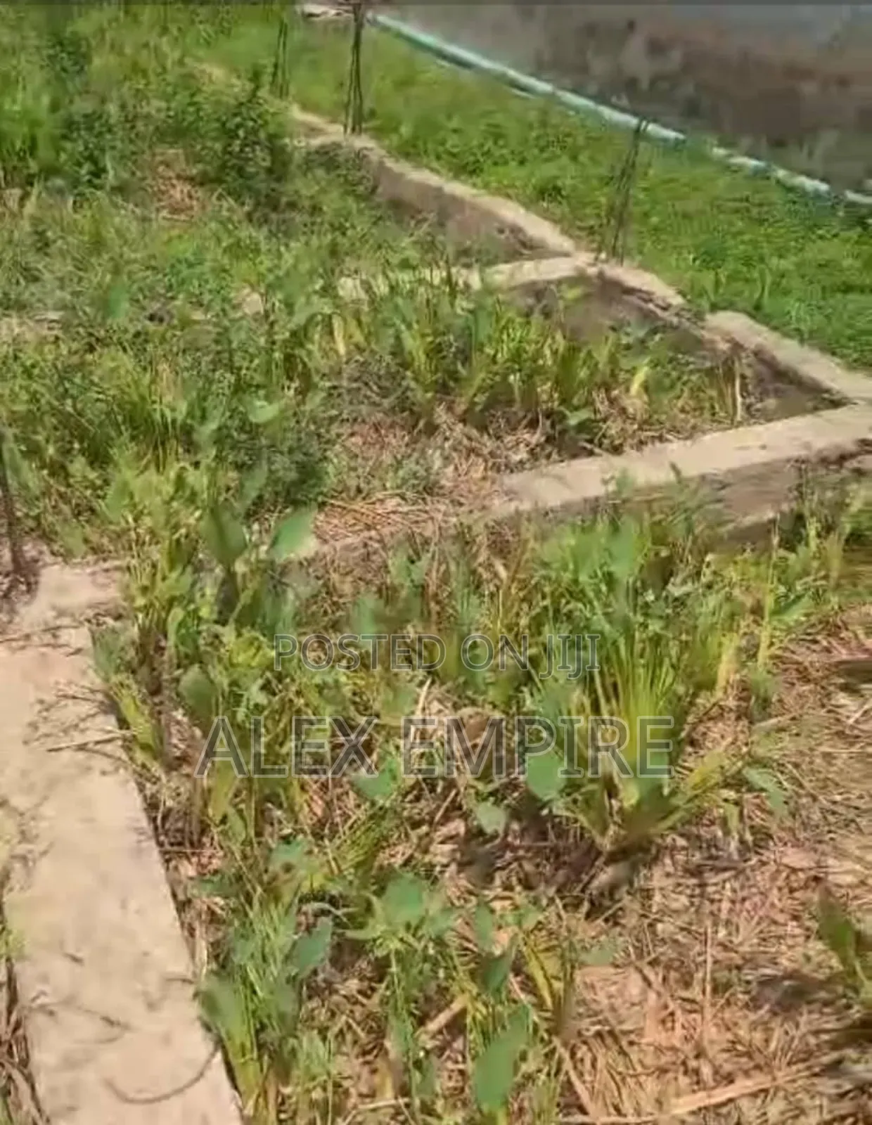 Half Plot of Land for Sale in Whitesand Bucknor in Isolo