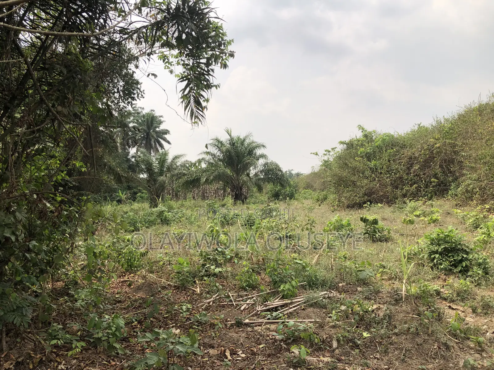 Good Agric Farm Land for Sale in Ogun State Nigeria in Obafemi-Owode