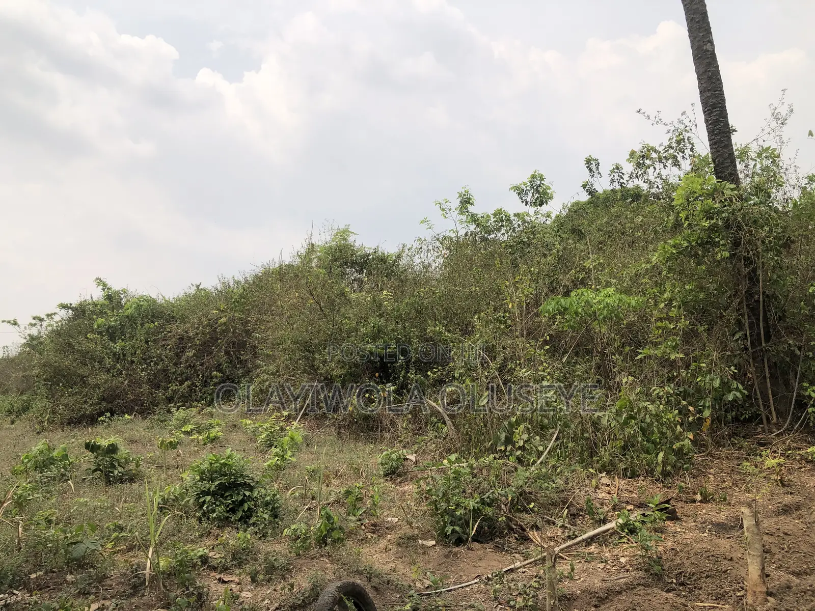 Good Agric Farm Land for Sale in Ogun State Nigeria in Obafemi-Owode