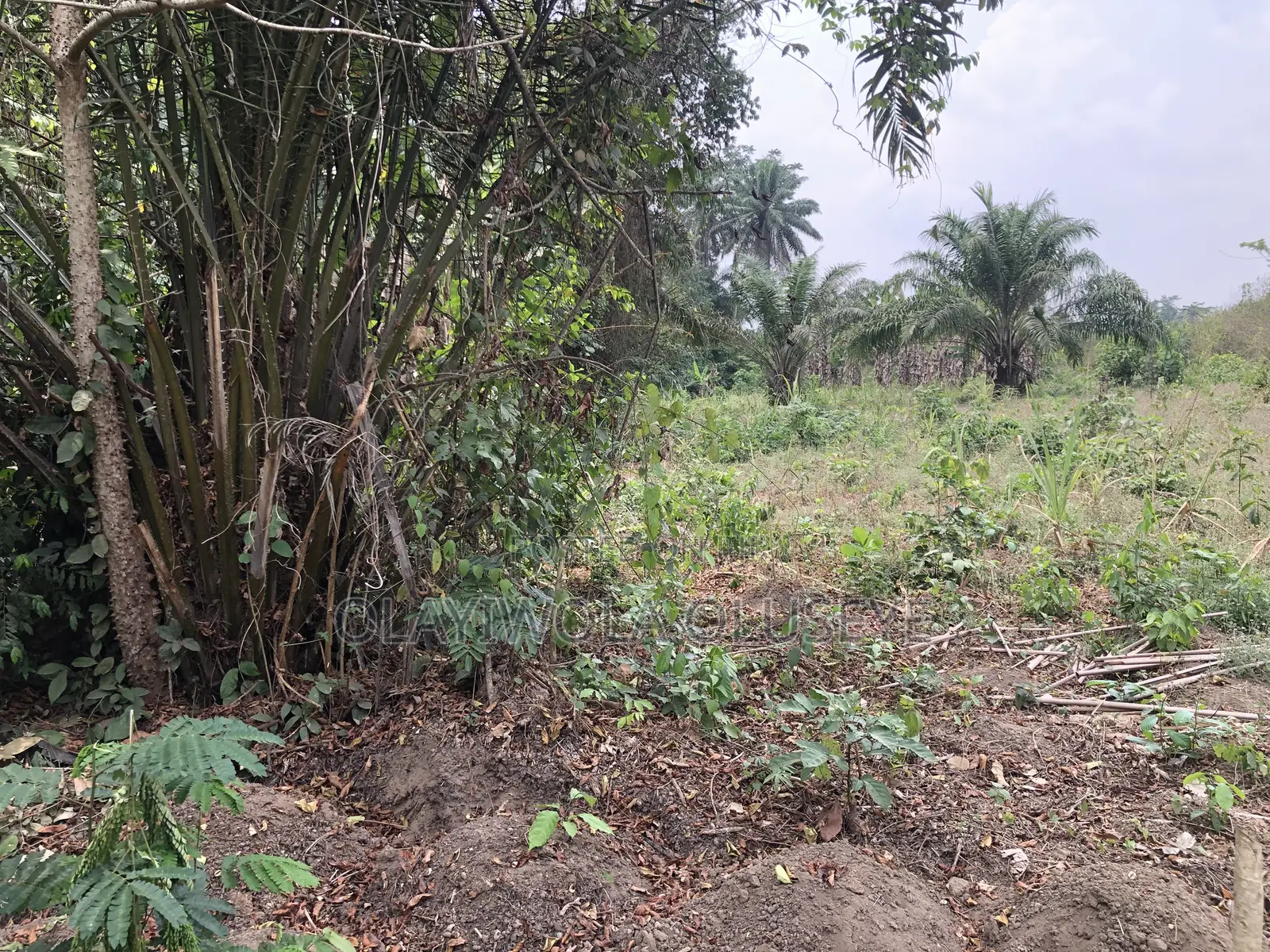 Good Agric Farm Land for Sale in Ogun State Nigeria in Obafemi-Owode