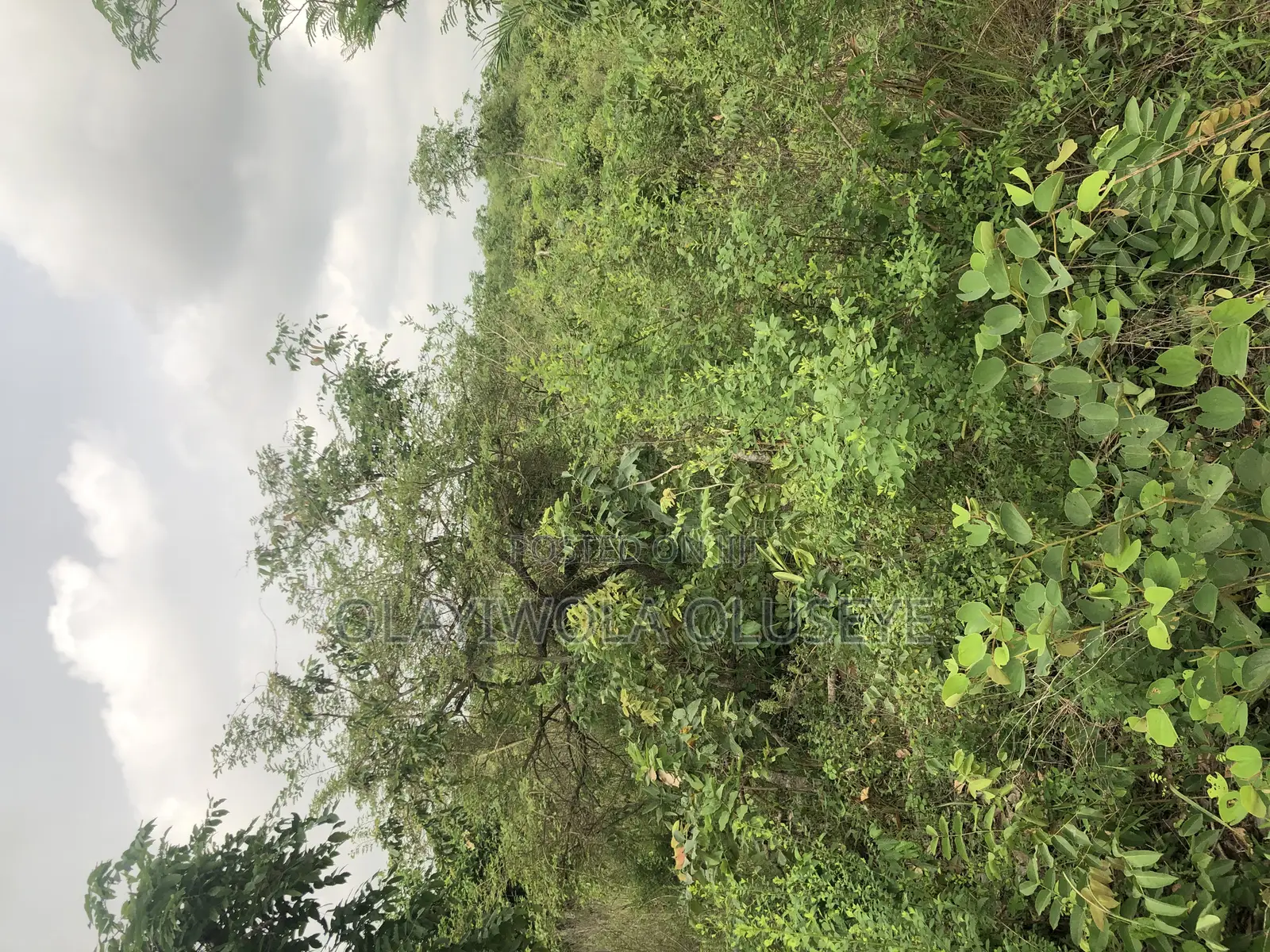 Alabata Village Agric Farmland in Ogun State, Nigeria in Odeda