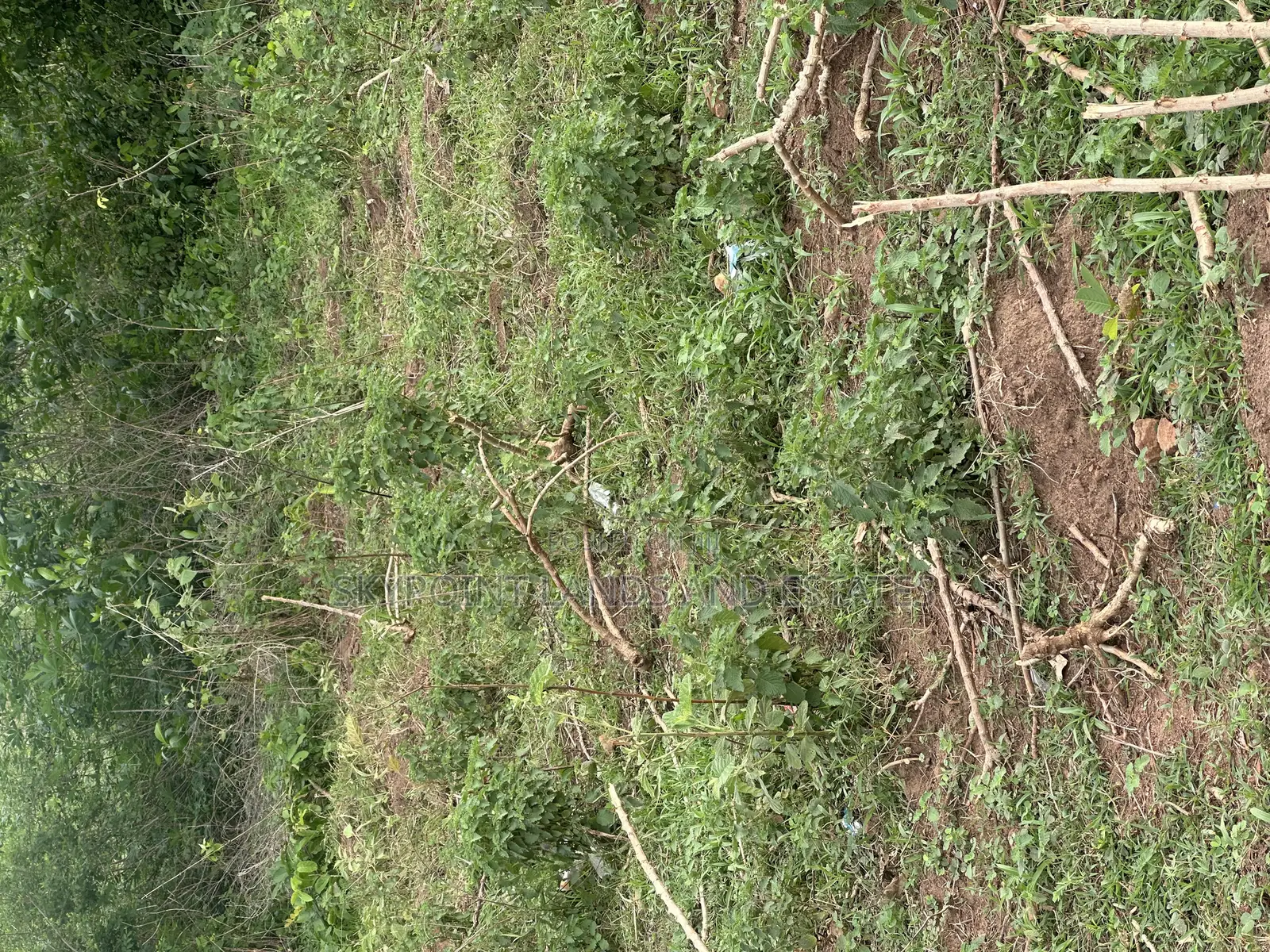 45.5 at Oniyangi Area, Ipapo Town Itesiwaju Lga in Itesiwaju