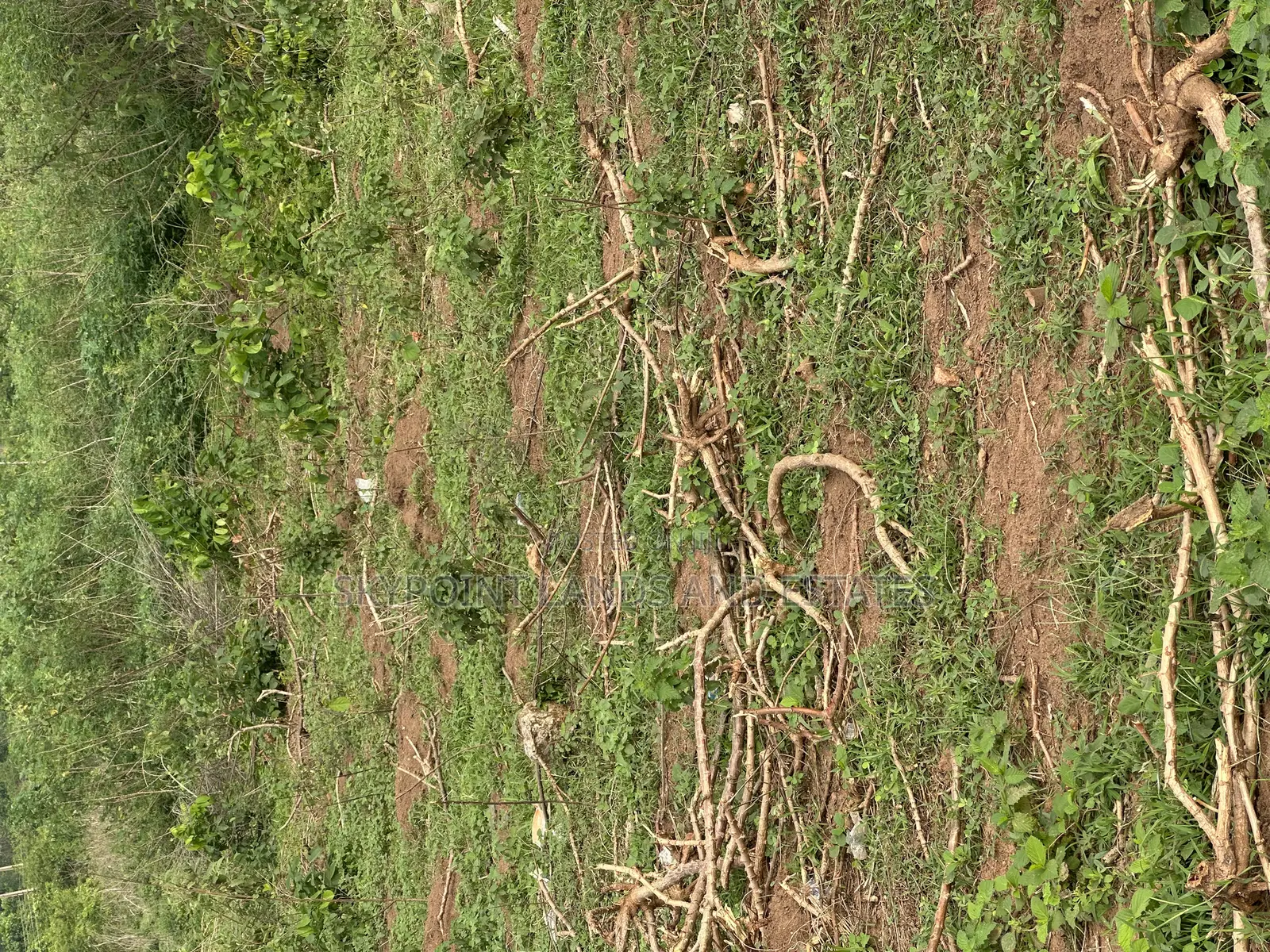45.5 at Oniyangi Area, Ipapo Town Itesiwaju Lga in Itesiwaju
