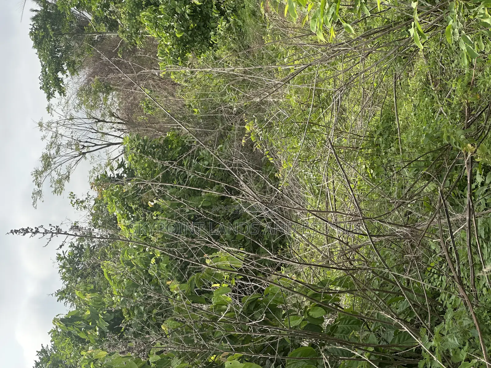 158 Acres at Along Owode Road, Oluwonde Village Ipapo in Itesiwaju