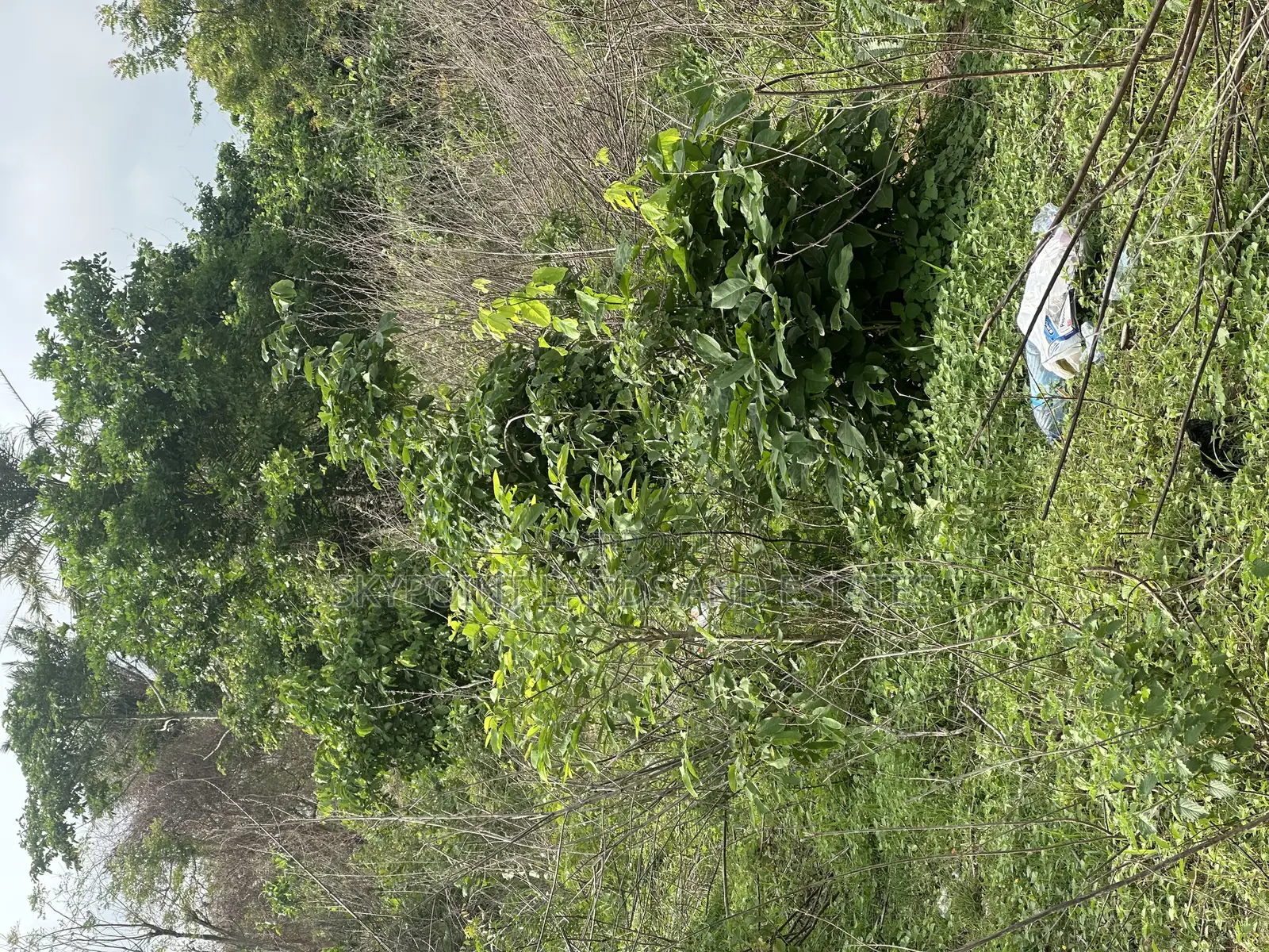 158 Acres at Along Owode Road, Oluwonde Village Ipapo in Itesiwaju