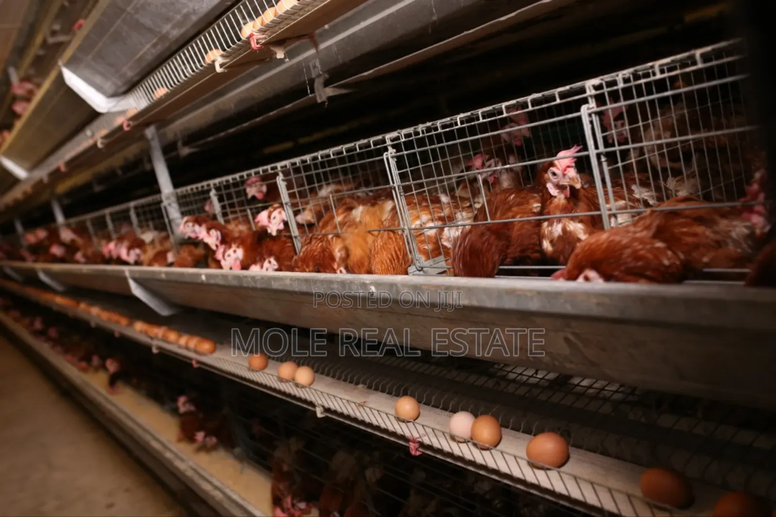 60000 Birds Automated Poultry 20 Hectre 4 Sale Ogun State in Ijebu