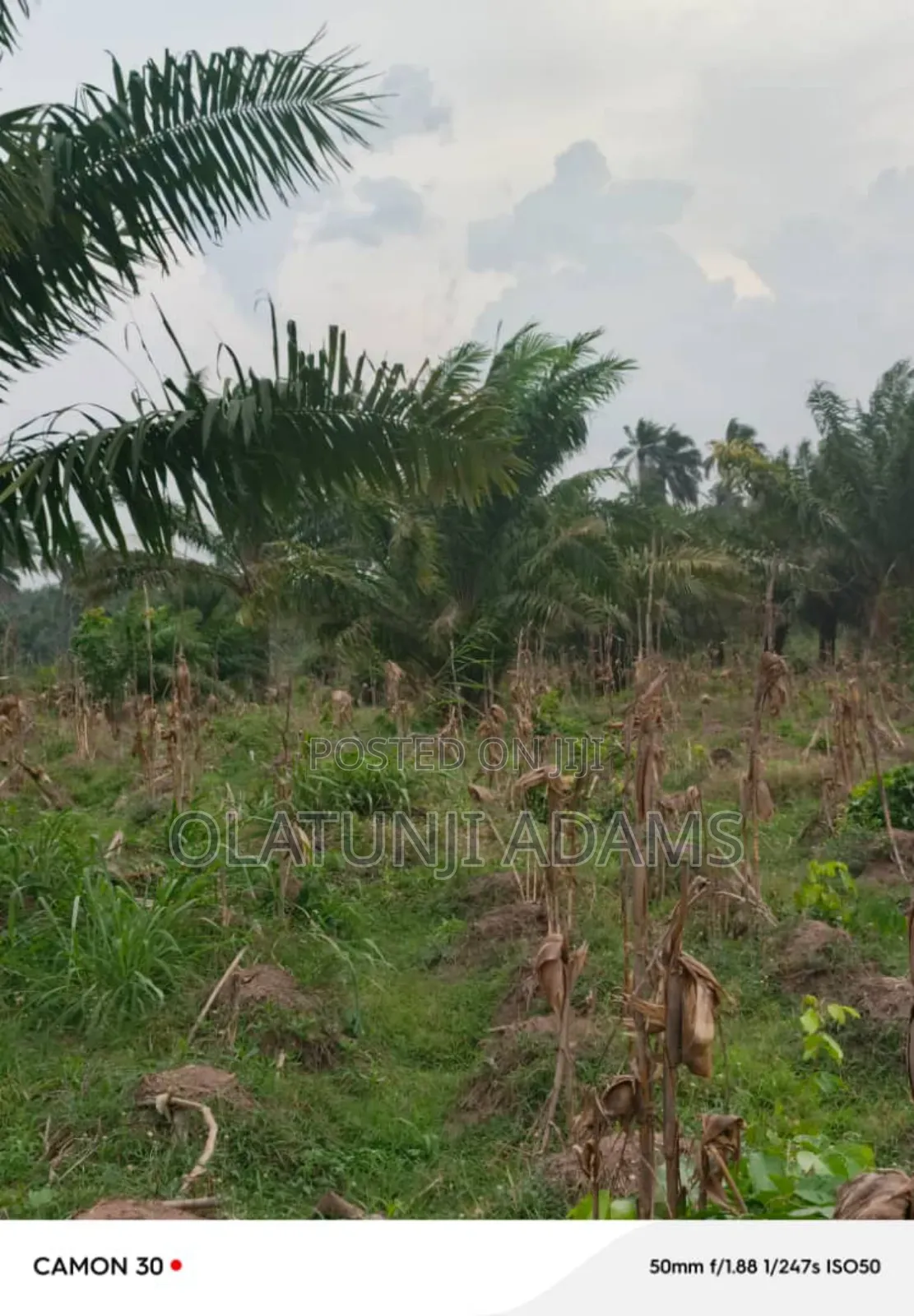 25acres of Palm Tree and Cashew Farmland at Egbedi Town in Osogbo
