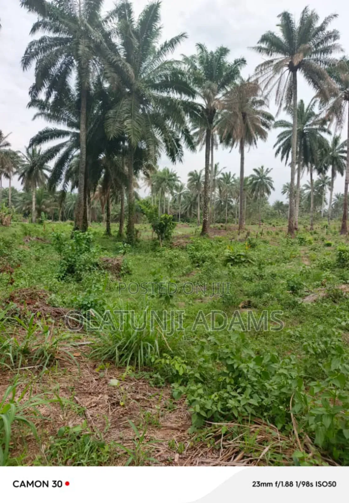 25acres of Palm Tree and Cashew Farmland at Egbedi Town in Osogbo