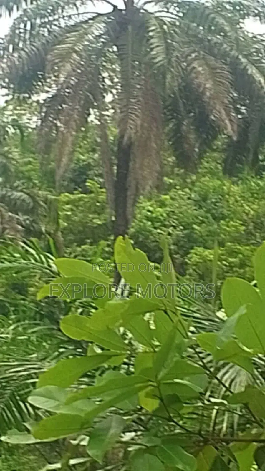 200 Hectares (1,200) Plots of Land in Ozo Abam Arochukwu in Arochukwu