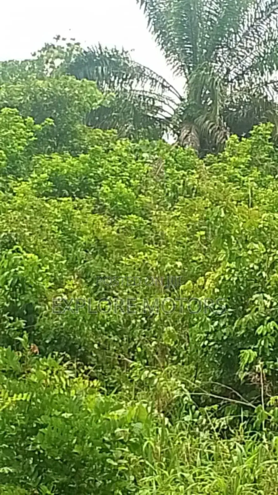 200 Hectares (1,200) Plots of Land in Ozo Abam Arochukwu in Arochukwu